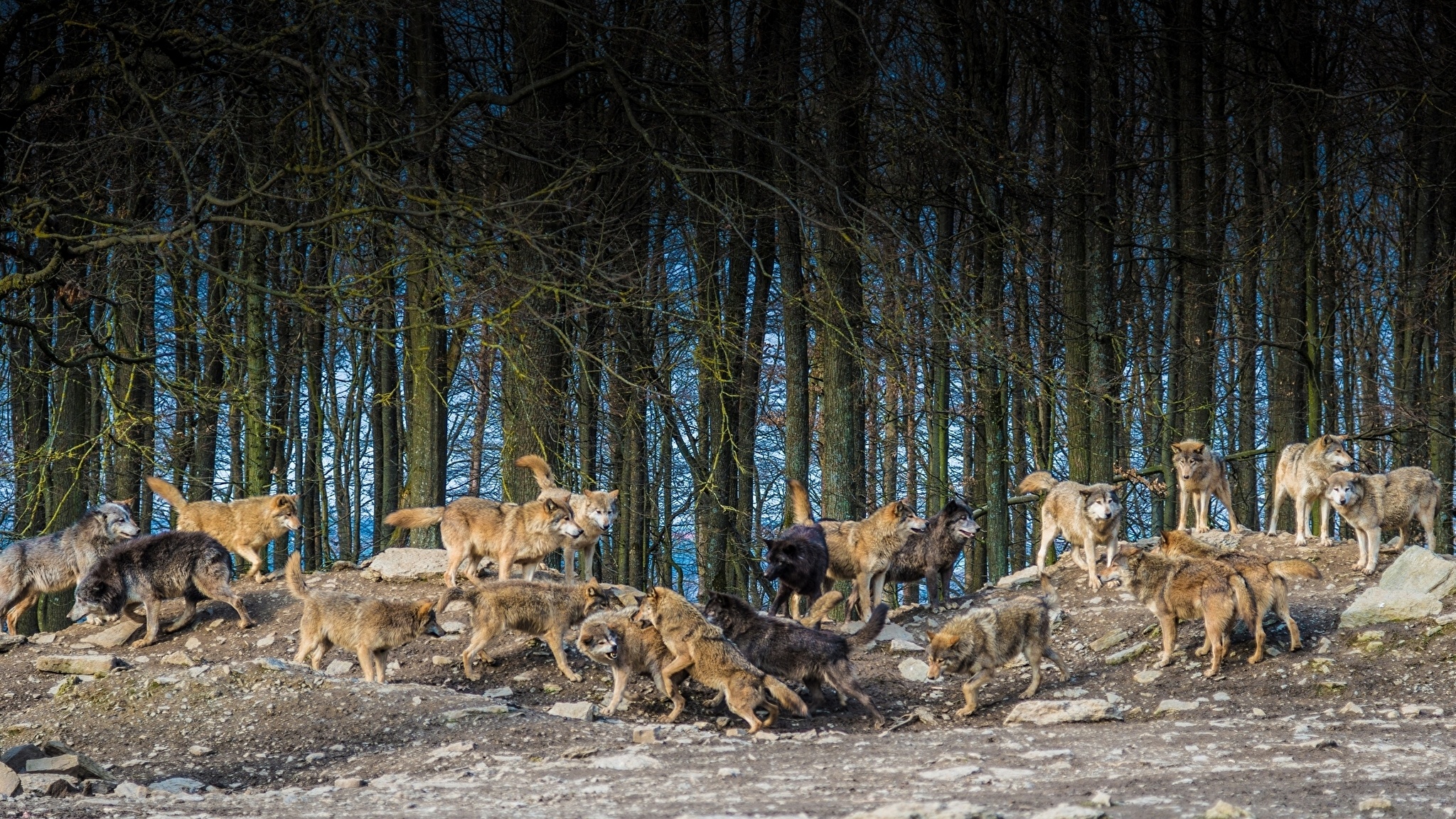 Stay forest. Стая Волков. Большая стая Волков. Стадо Волков. Популяция Волков.