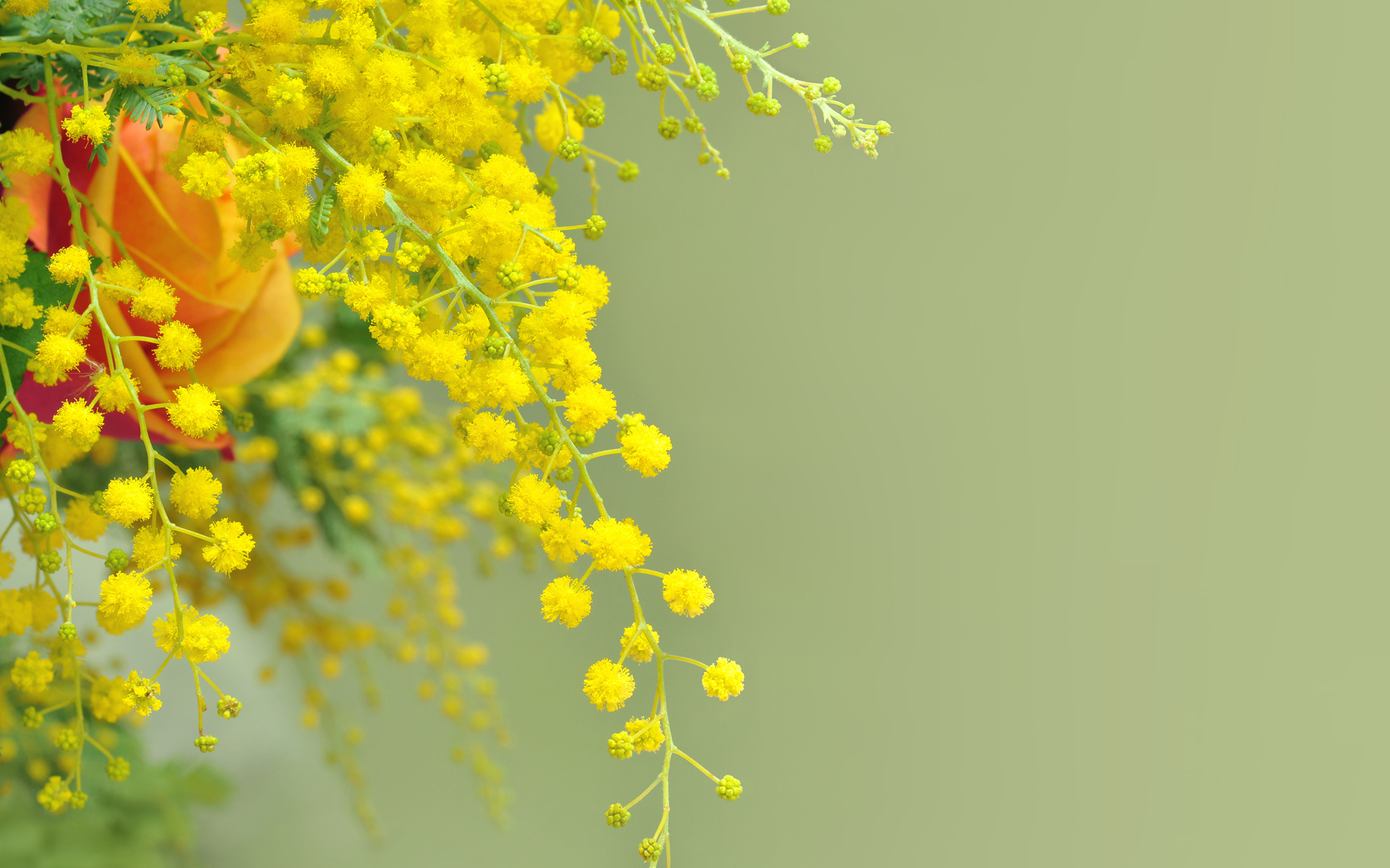 Australia native flowers sunshine wattle Wallpaper | Floral wallpaper,  Wallpaper, Australian flora