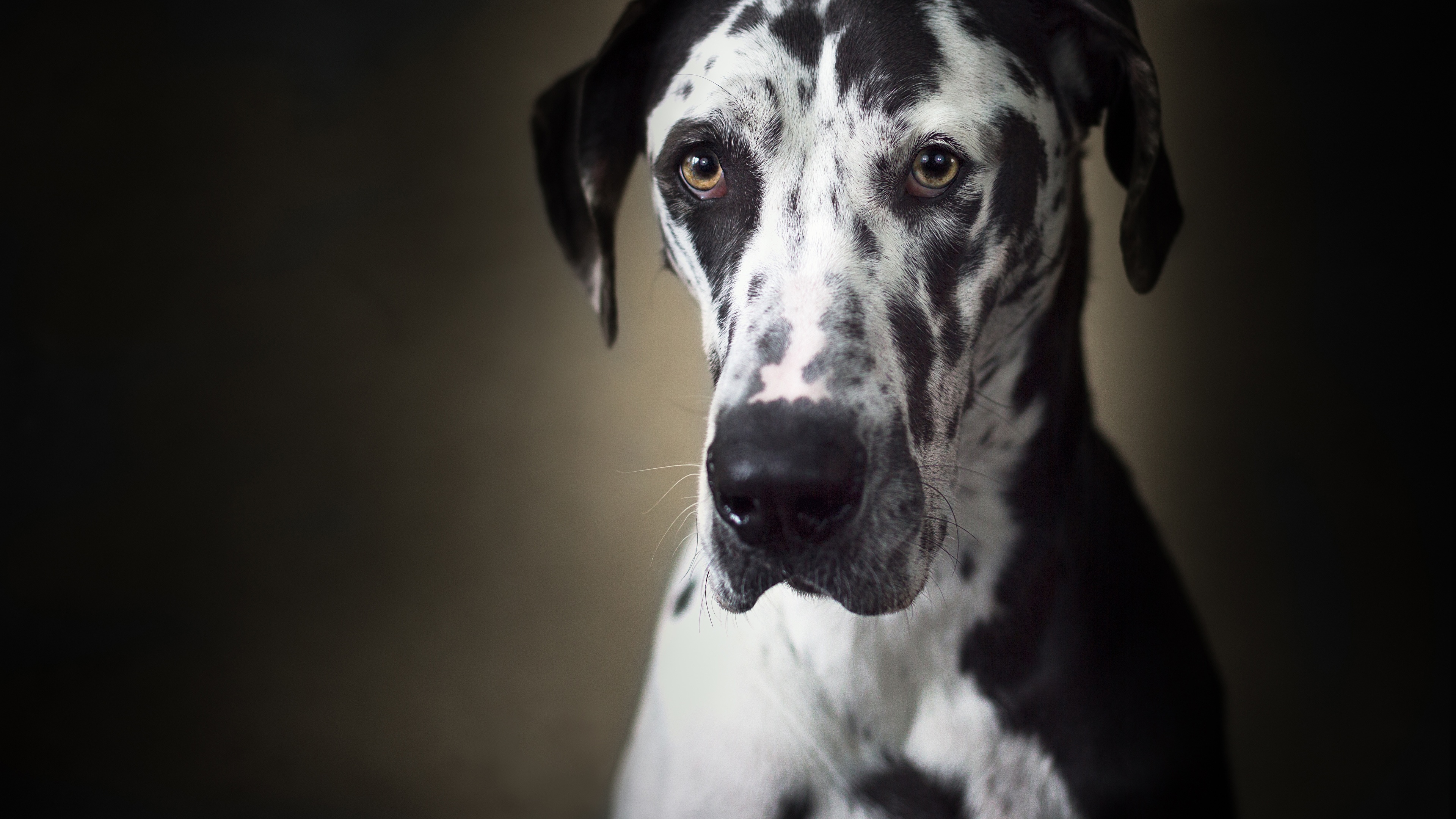 12 Ways Your Great Danes Demonstrate Just How Much They Care About ...