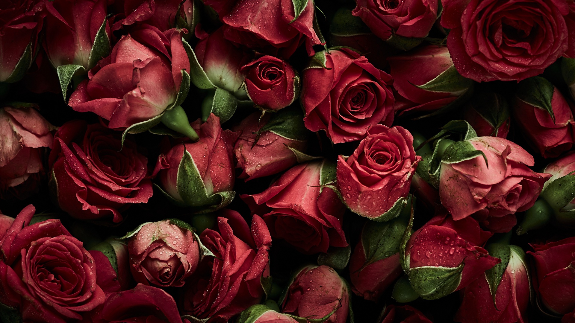 Desktop Wallpapers Red Rose Flowers 1920x1080
