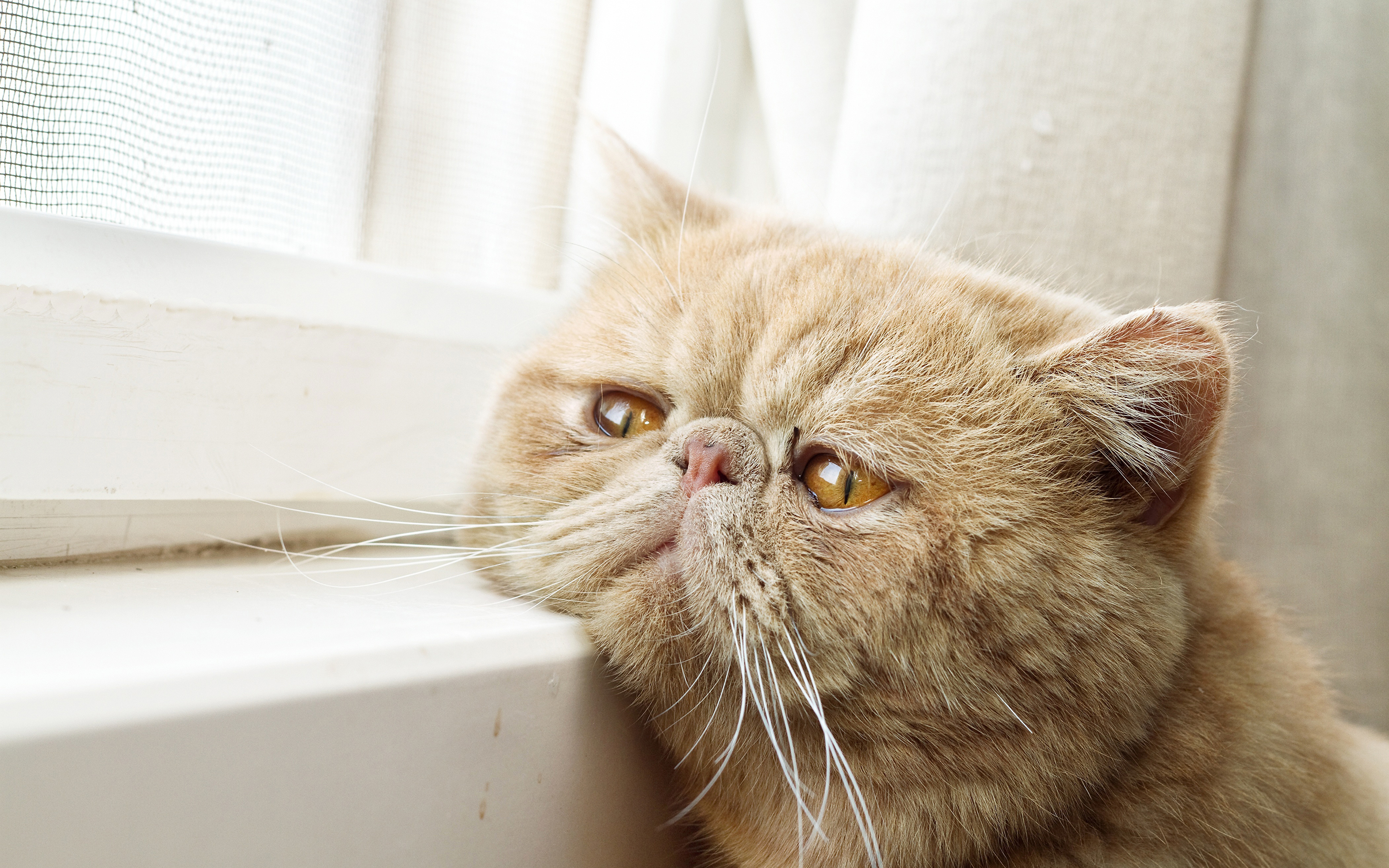 壁紙 3840x2400 飼い猫 動物のスナウト 凝視 の洞毛 悲しいです 動物 ダウンロード 写真