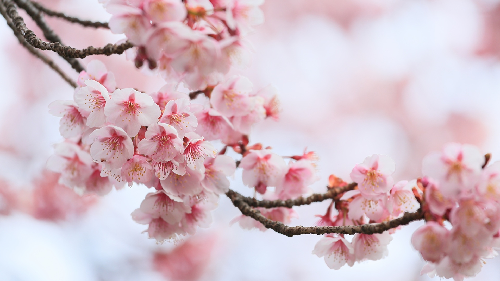 Desktop Hintergrundbilder Japanische Kirschblüte Blumen 1920x1080