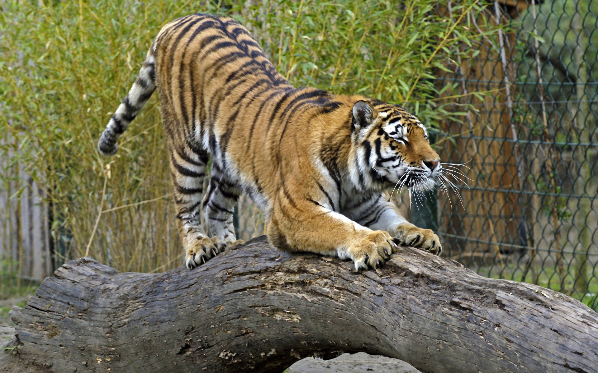 1920x1200 Tigris El tronco animales, un animal, tigre, tigres Animalia