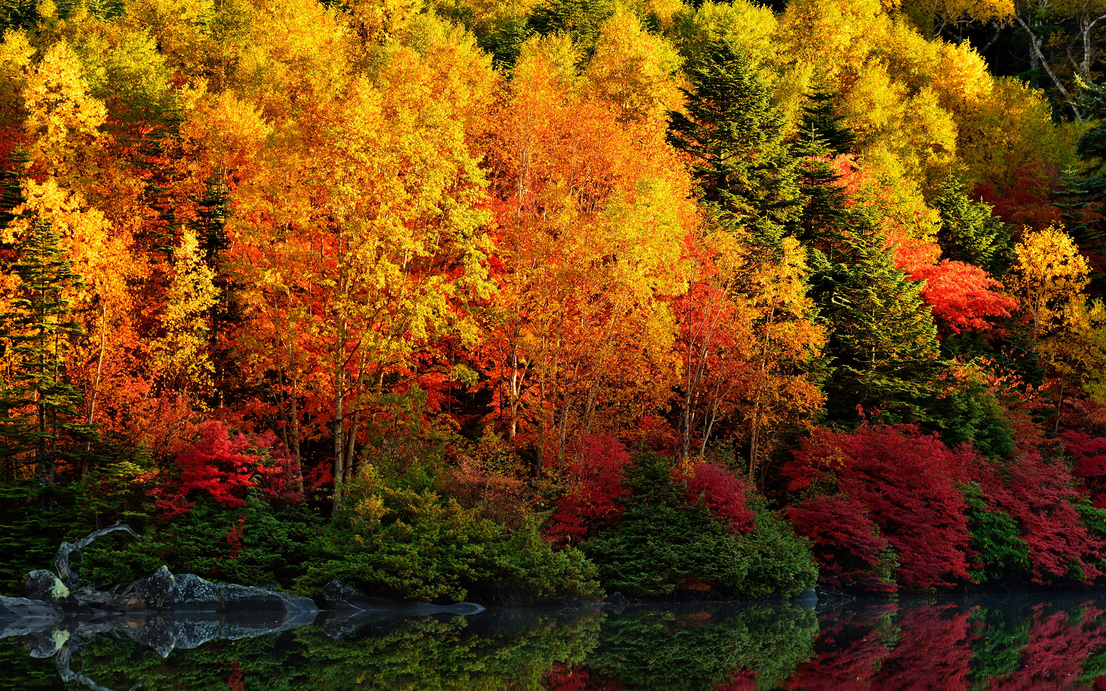Виды осени. Осенний лес. Природа осень. Осень в лесу. Природа осенью.