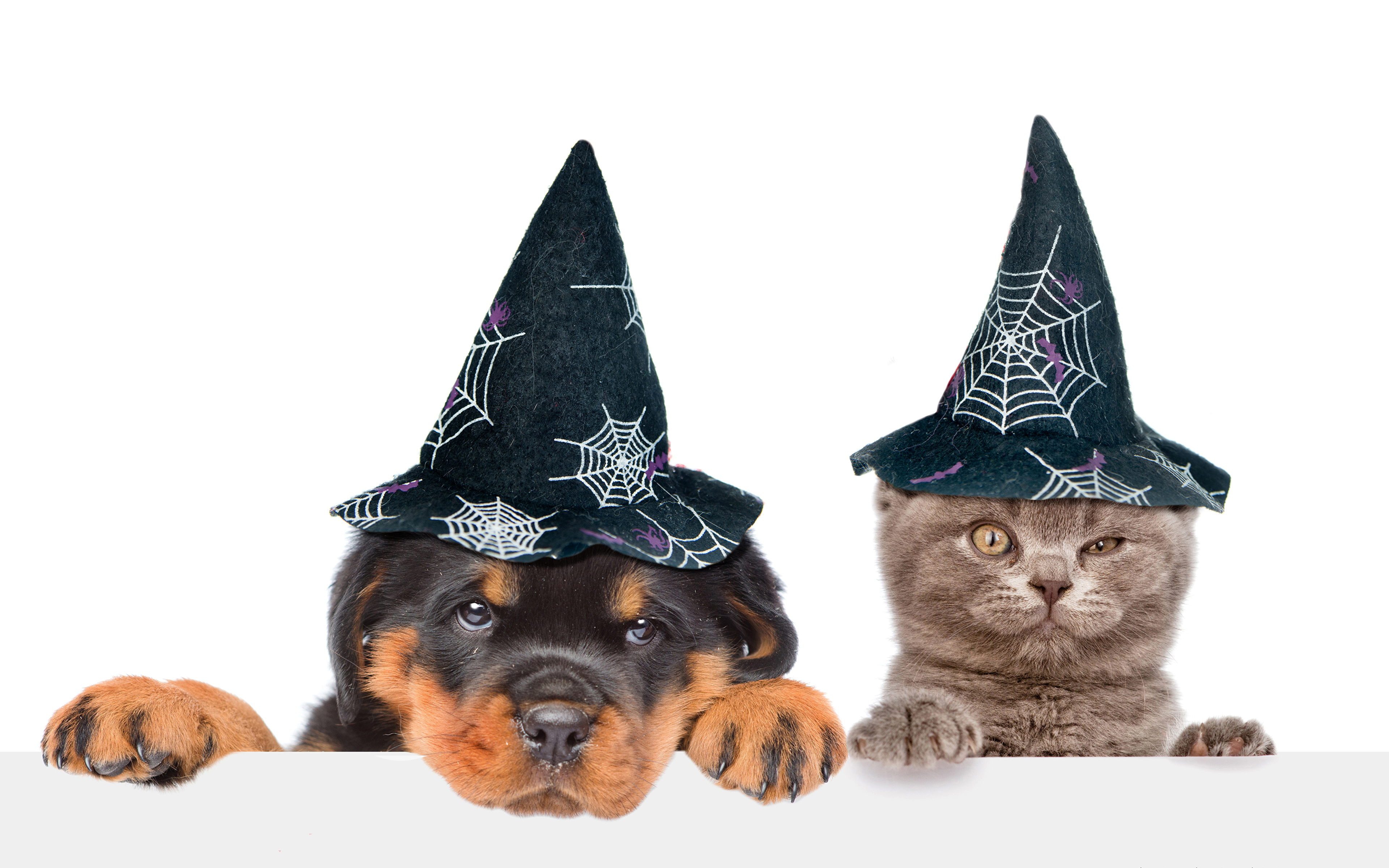 Wallpaper cat hat Alice in Wonderland Cheshire cat Cheshire images for  desktop section фильмы  download
