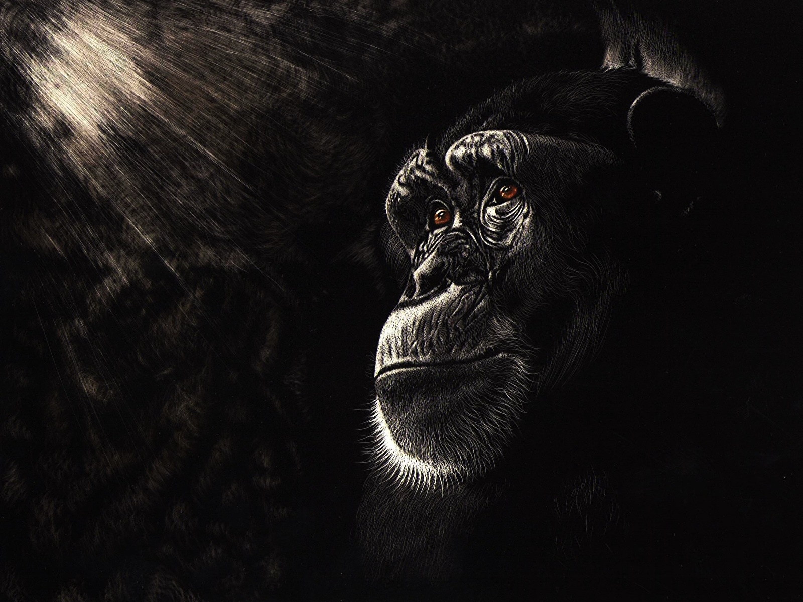Fonds Decran 1600x1200 Singes Dessiné Chimpanzee Visage