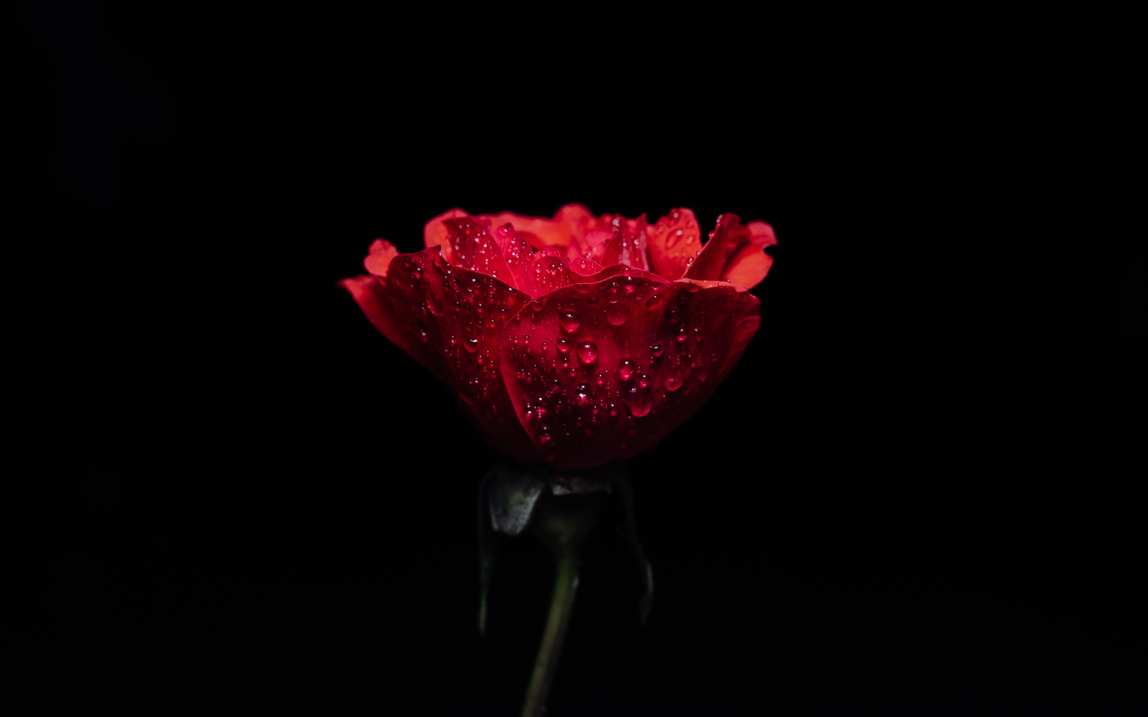 Фотография роза Красный капель цветок Черный фон Крупным 3840x2400