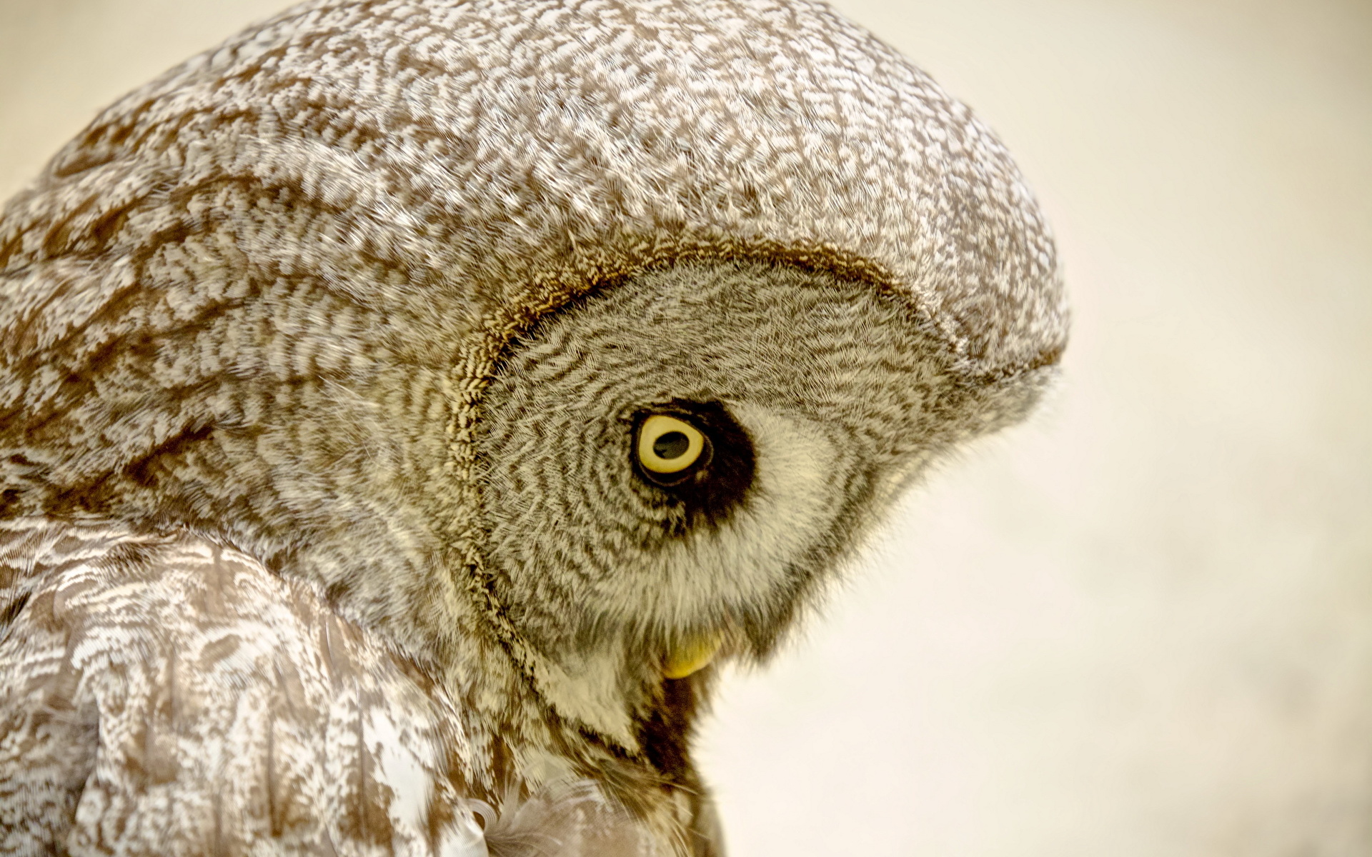 Images Owls bird Head animal 1920x1200