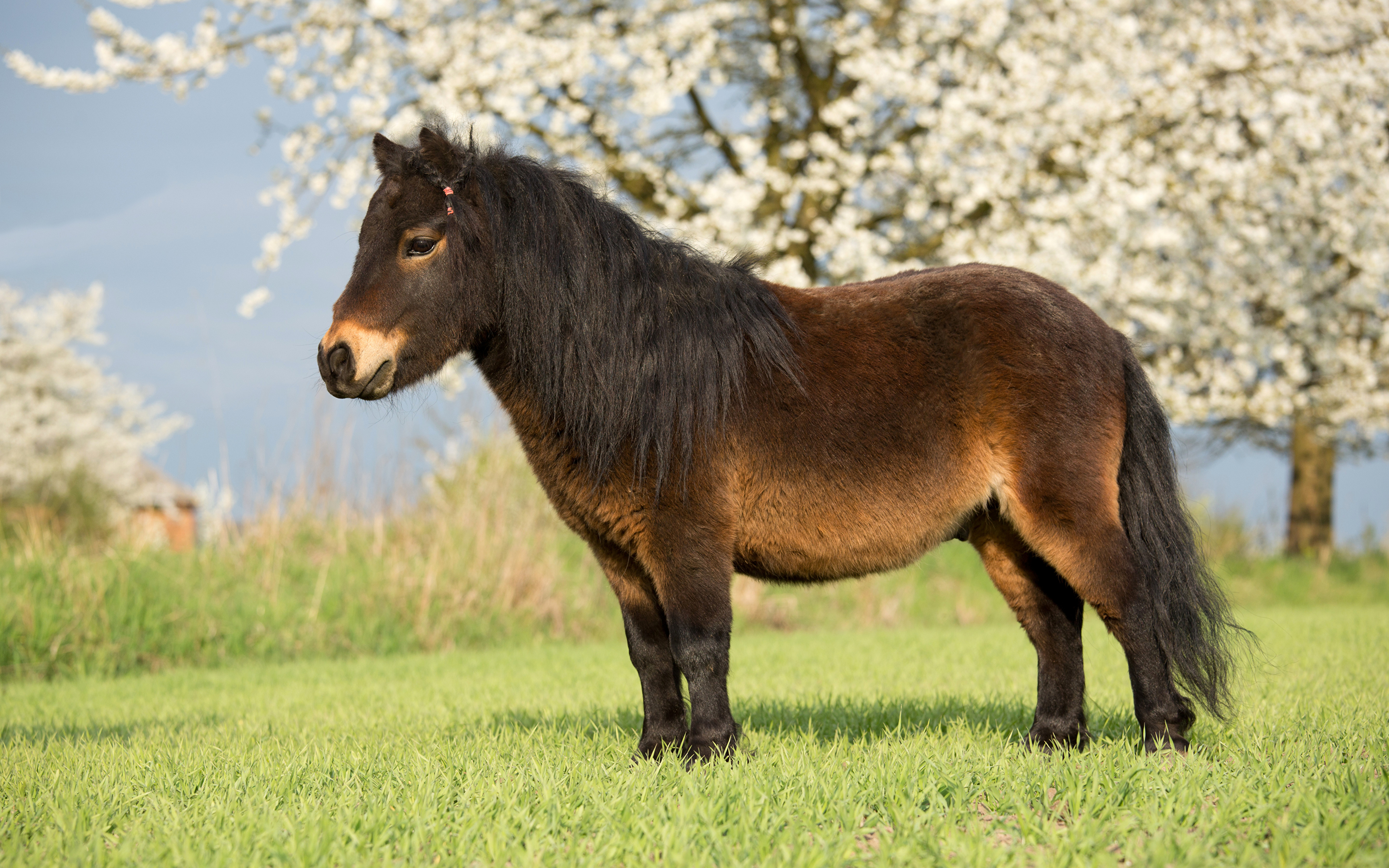 Desktop Hintergrundbilder Tiere Pferde Pony Gras 3840x2400