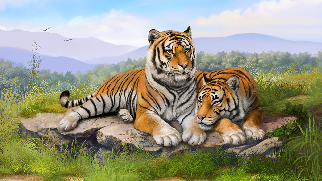 Tapeta na pulpit Tygrysy Wielkie koty dwóch Trawa Zwierzęta 1366x768 tygrys azjatycki dwie Dwa 2 dwoje zwierzę