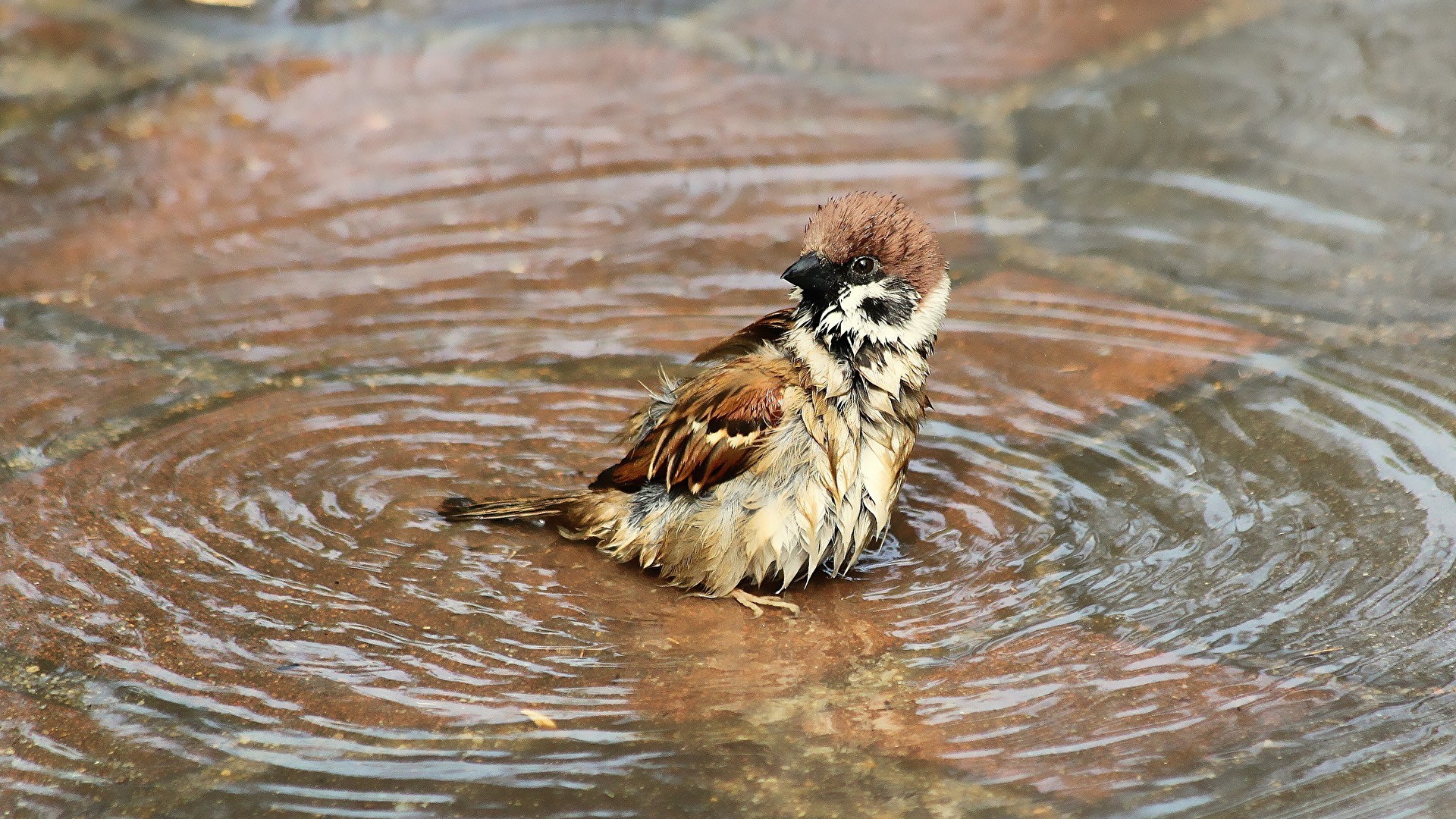 Wallpaper bird Animals 1920x1080