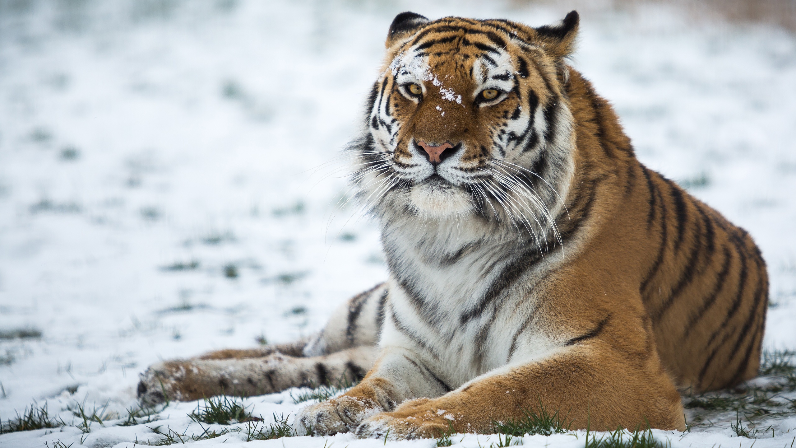 Photos Tigers Snow Animals 2560x1440