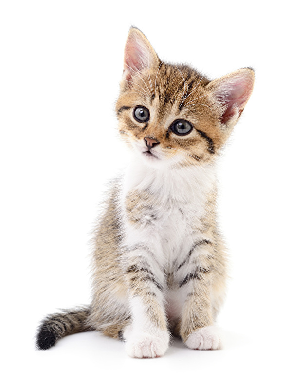 Fundo Esses Gatos Estão Sentados Como Uma Pintura Fundo, Foto De Gatos Para  Imprimir Imagem de plano de fundo para download gratuito