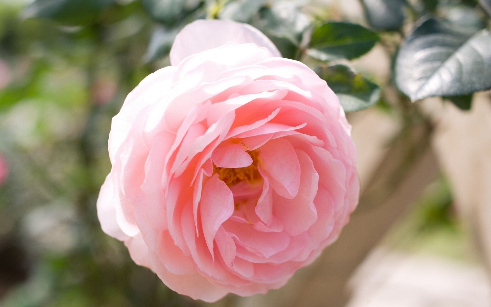 Bilder ros skär Blommor Närbild 1920x1200 Rosor Rosa färg blomma