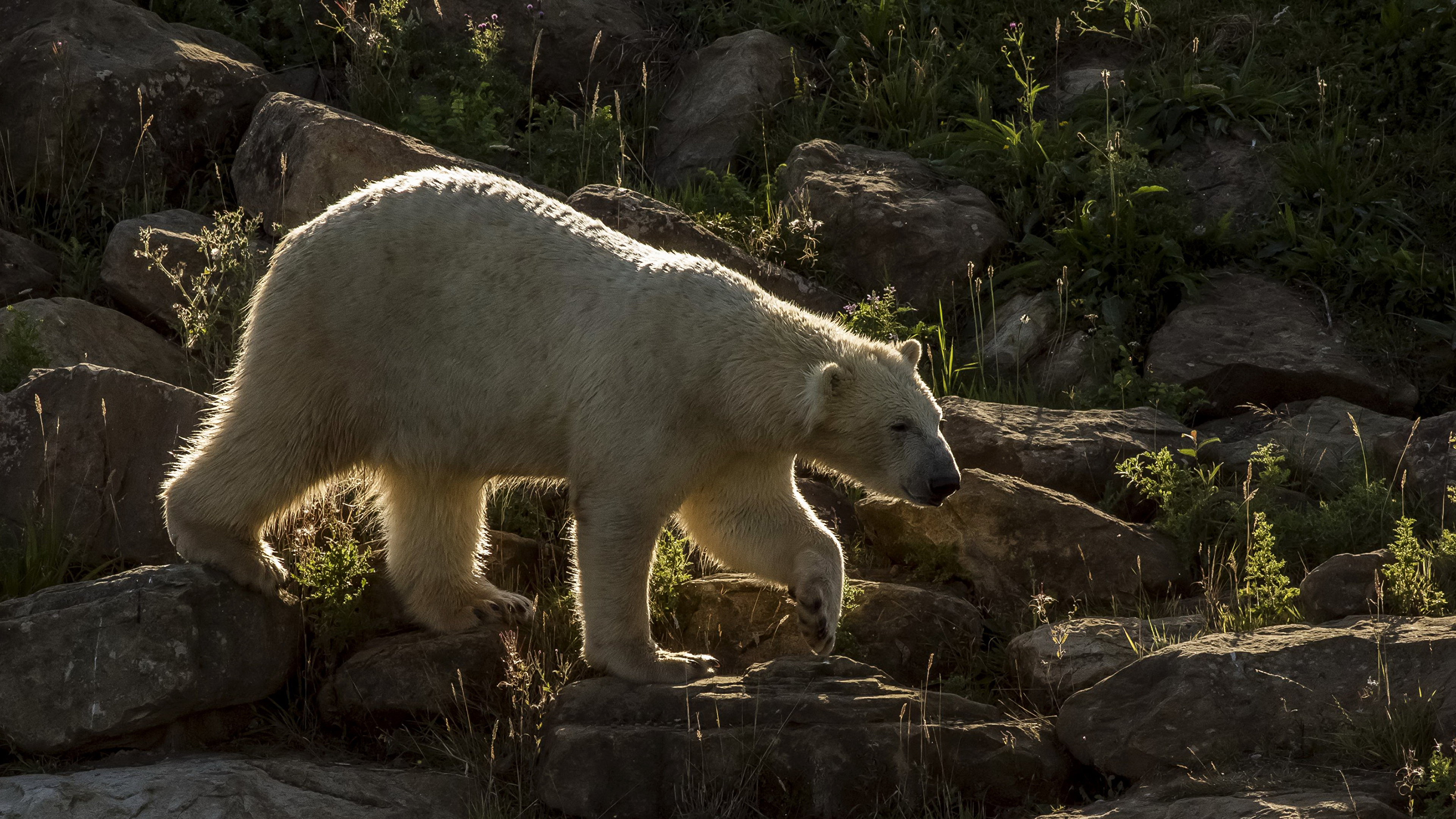 Bear stone. Белый медведь в Северной Америке. Животные Северной Америки белый медведь. Северная Америка белый ме. Белый медведь фото.