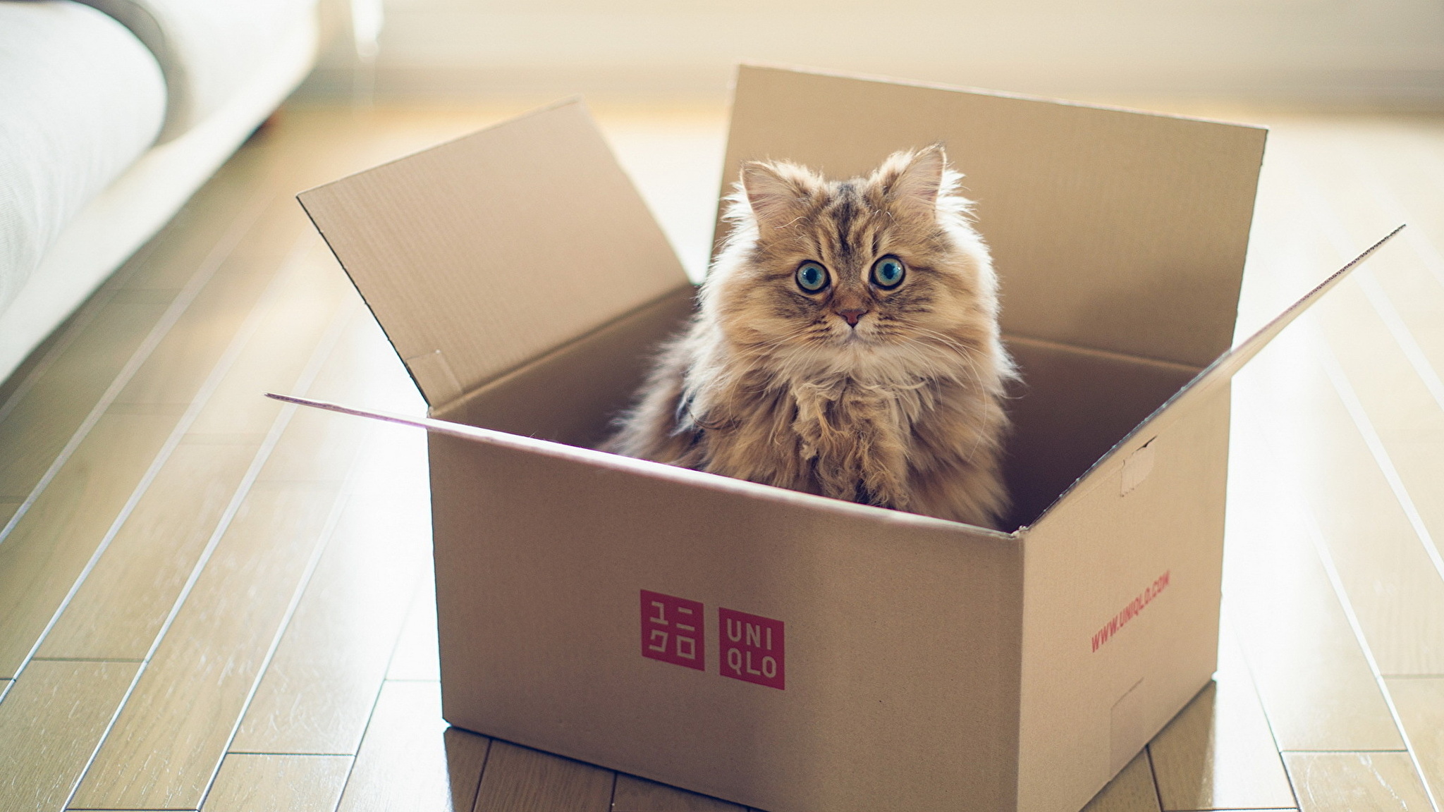 Kitten1bot. Кошки в коробках. Коты в коробке. Котята в коробке. Коробка для кошки.