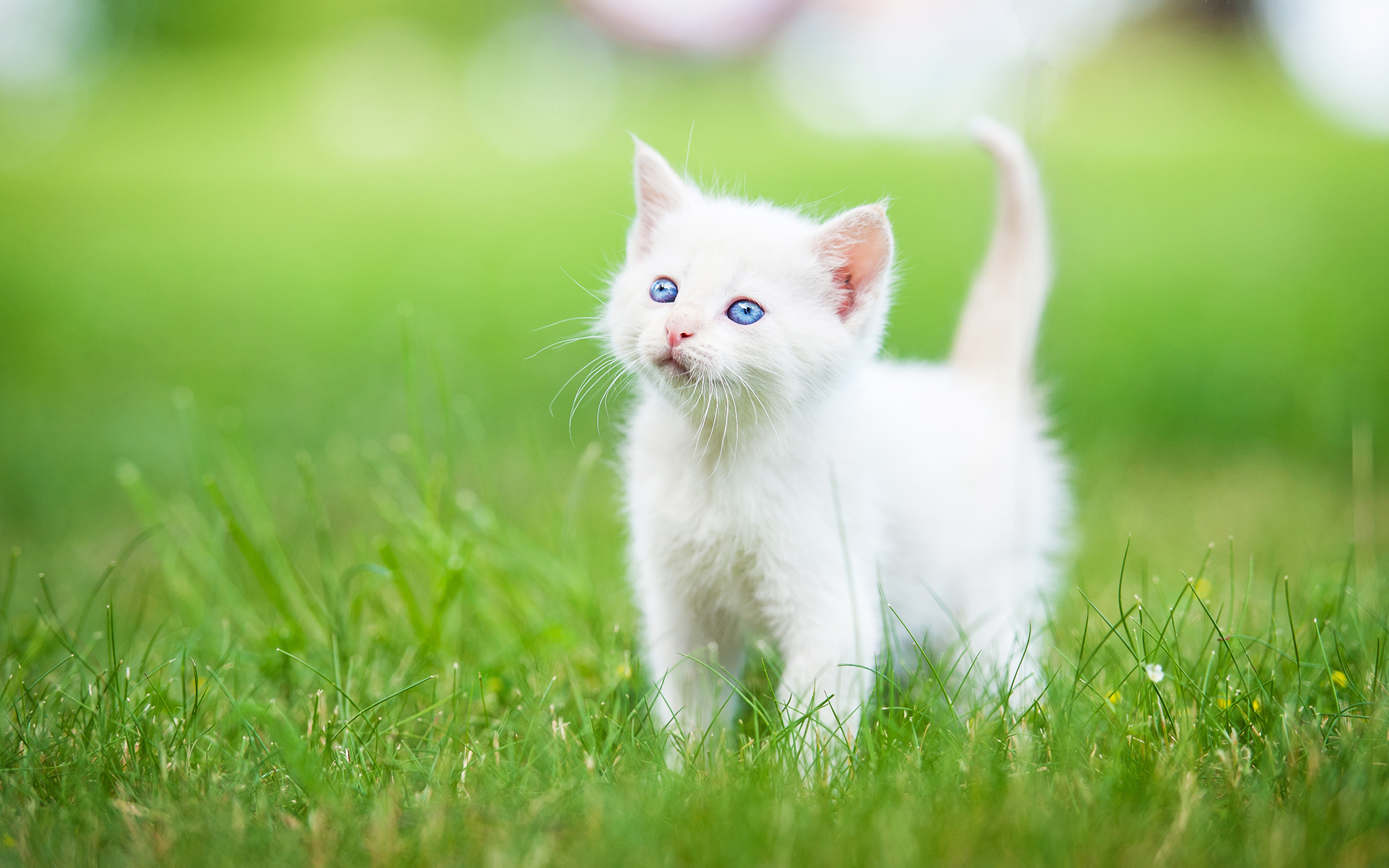 Fondos de Pantalla 3840x2400 Gato Gatitos Blanco Hierba Animalia descargar  imagenes