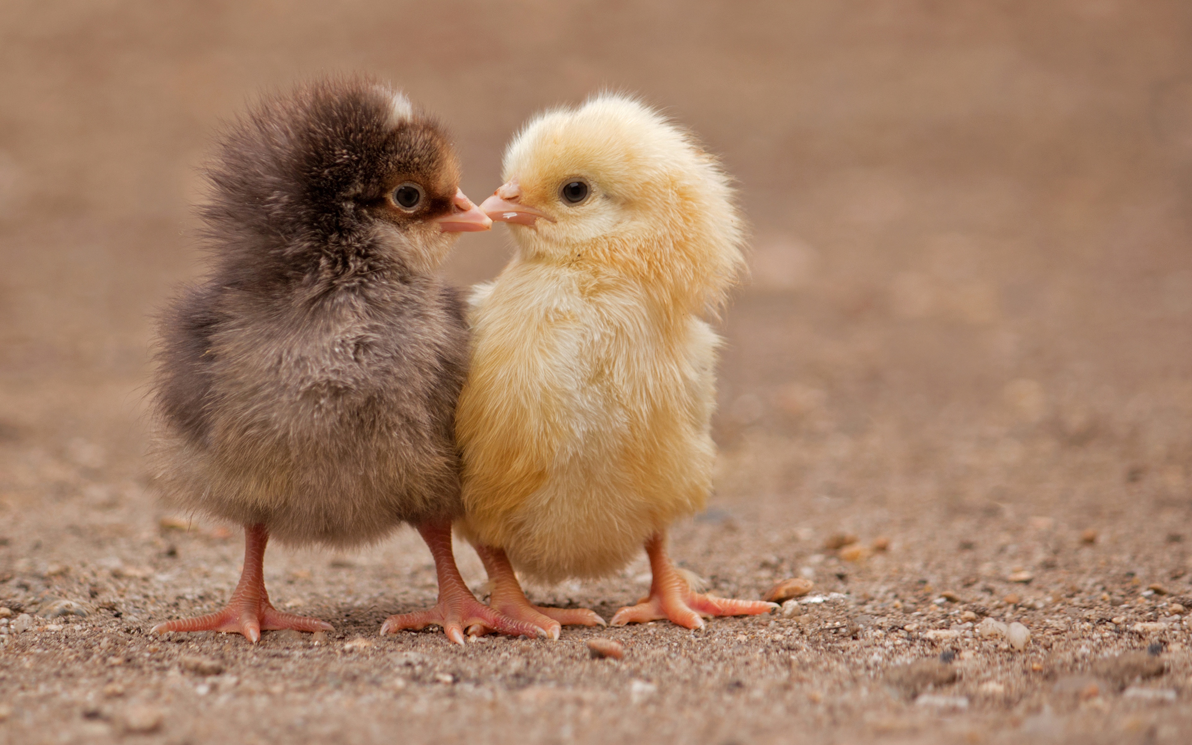 Цыплята гибрид. Маленький птенчик. Милые птенцы. Смешной цыпленок. Маленькие цыплята.