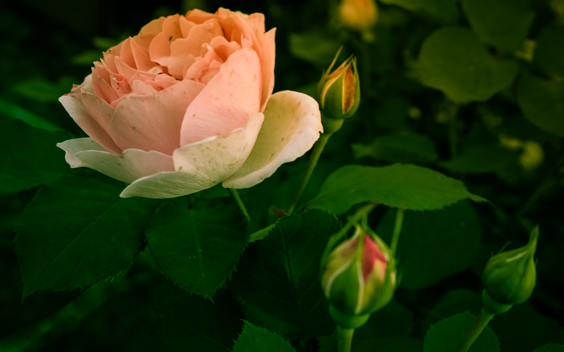 1920x1200 Rosas Broto flor, rosa Flores