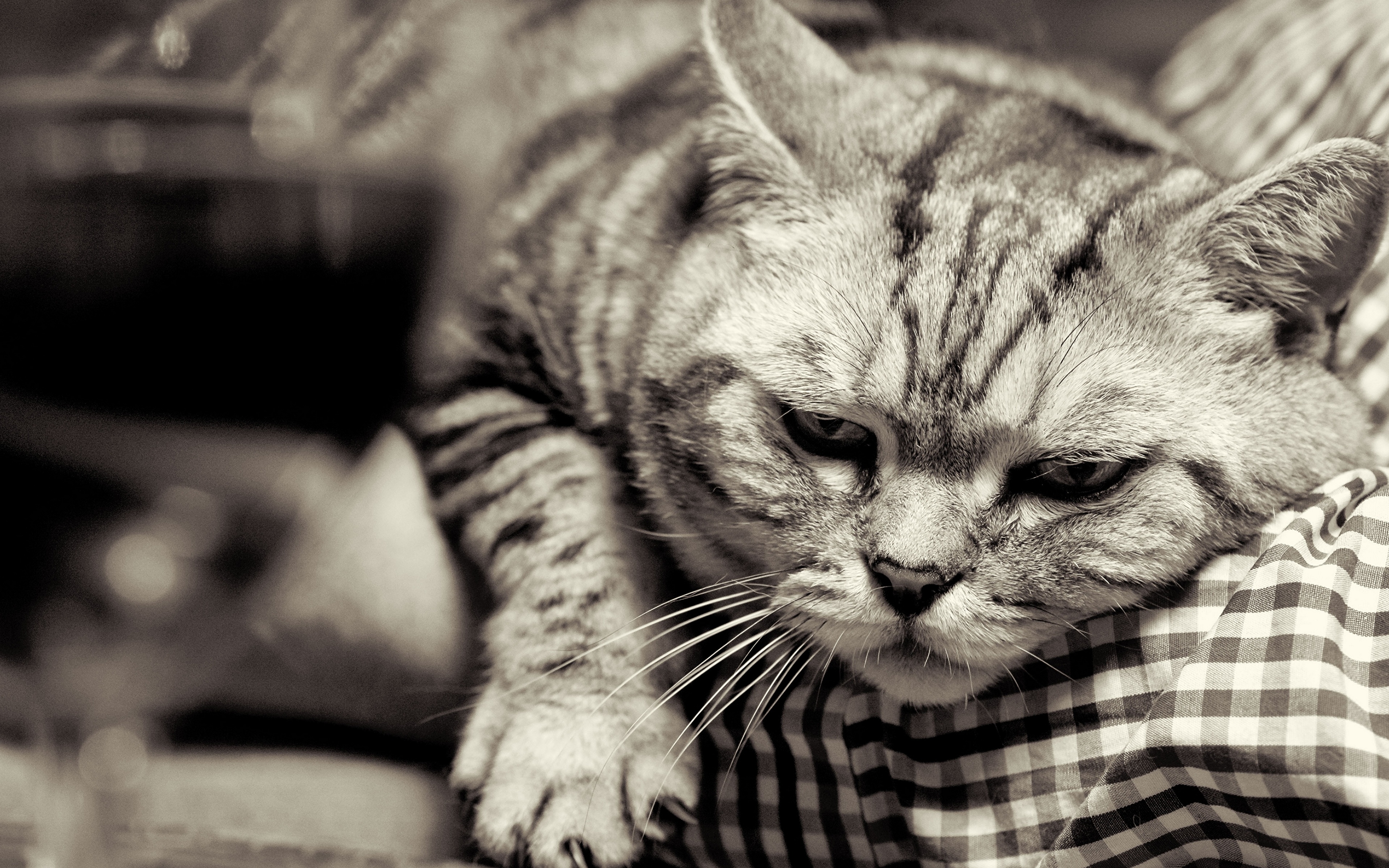 Грустное про кошек. Британский кот полосатый. Грустный кот. Печальный котик. Фото грустных котиков.