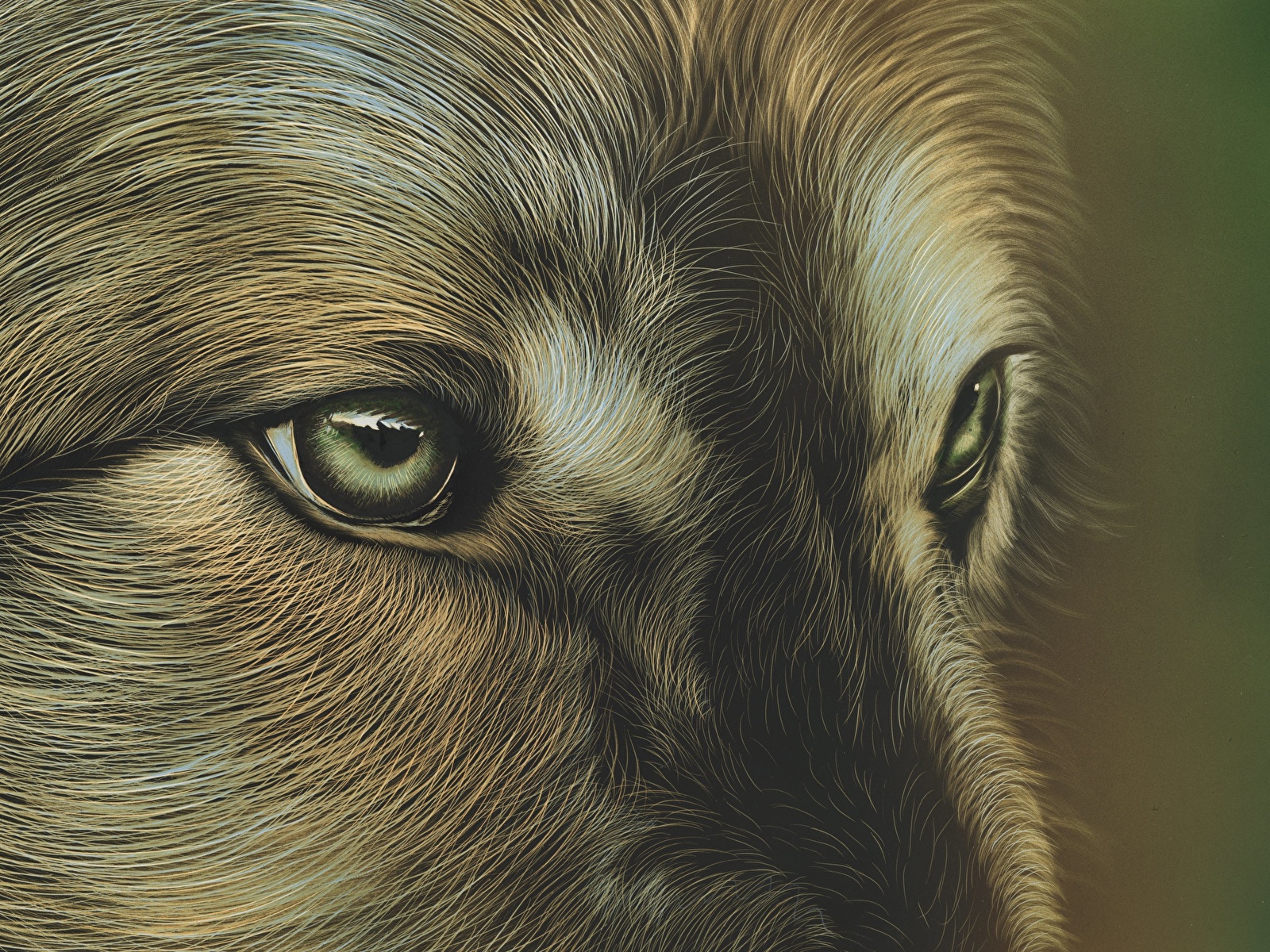 Picture Wolves Eyes Animals Painting Art 1600x1200