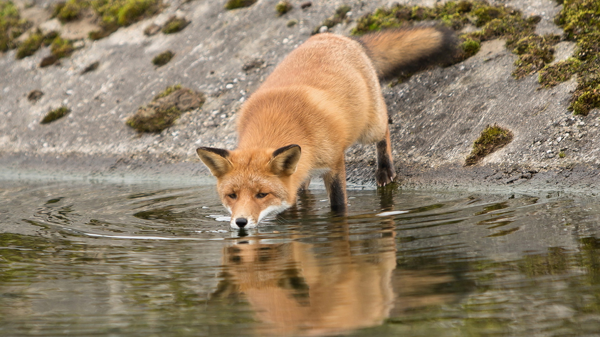 Wallpaper Foxes Drinking water Water Animals 1920x1080