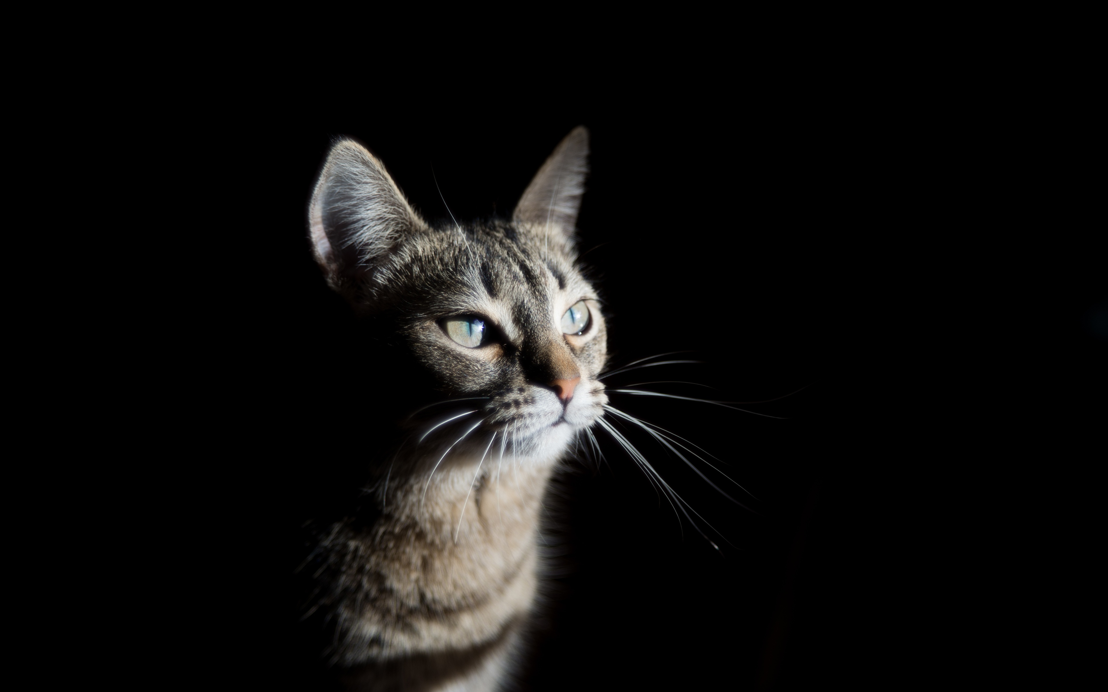 Images Cats Whiskers animal Glance Black background 3840x2400