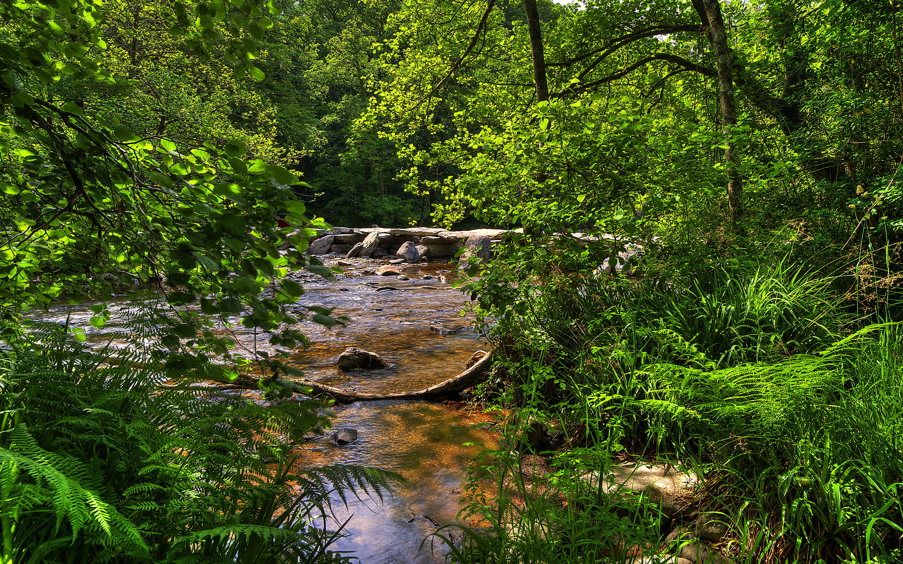 Лес без деревьев реки без воды. Exmoor National Park. Природа лес река. Дерево у реки. Деревья у речки.