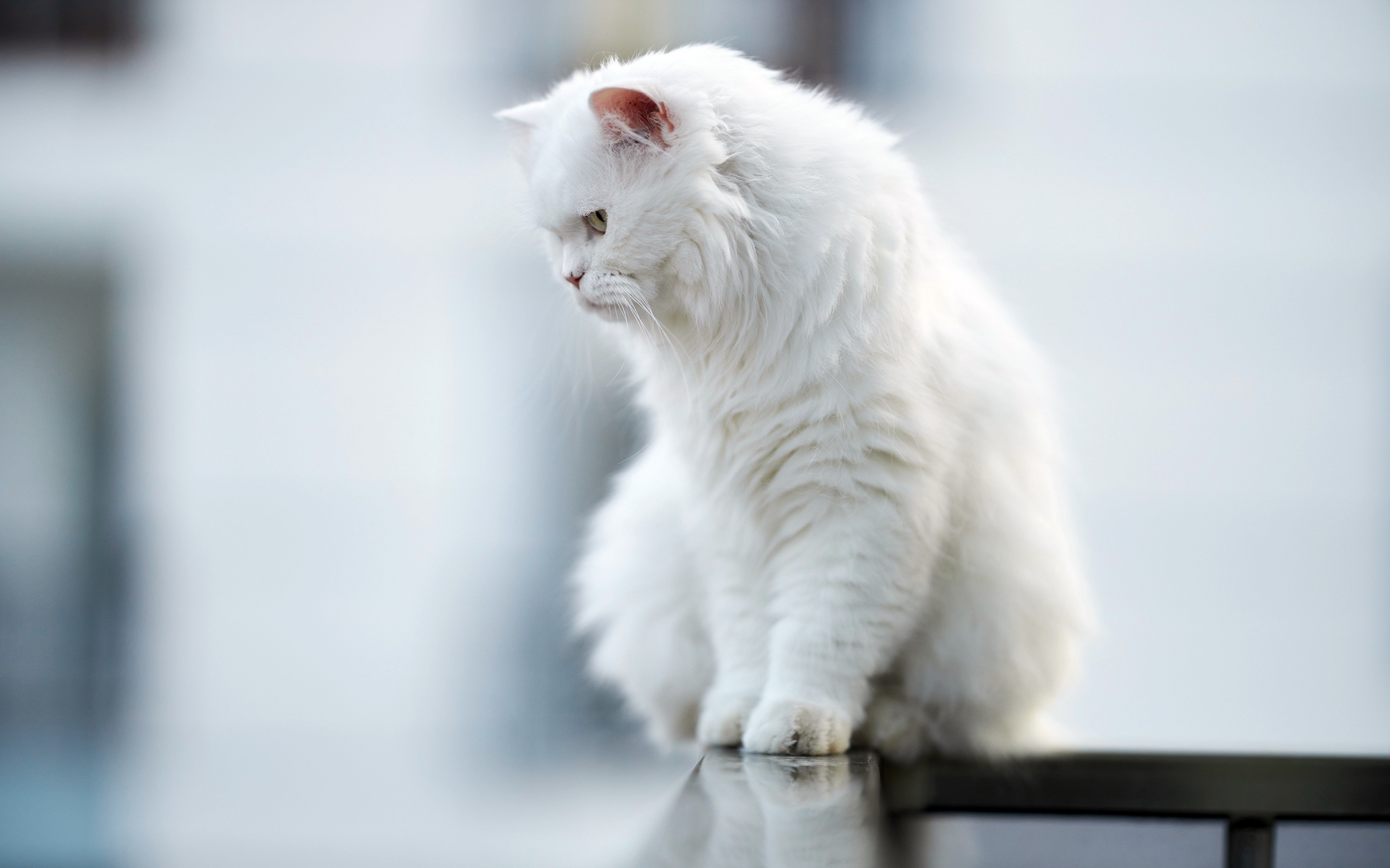 壁紙 3840x2400 飼い猫 ボケ写真 座っ 白 ふわふわ 動物 ダウンロード 写真