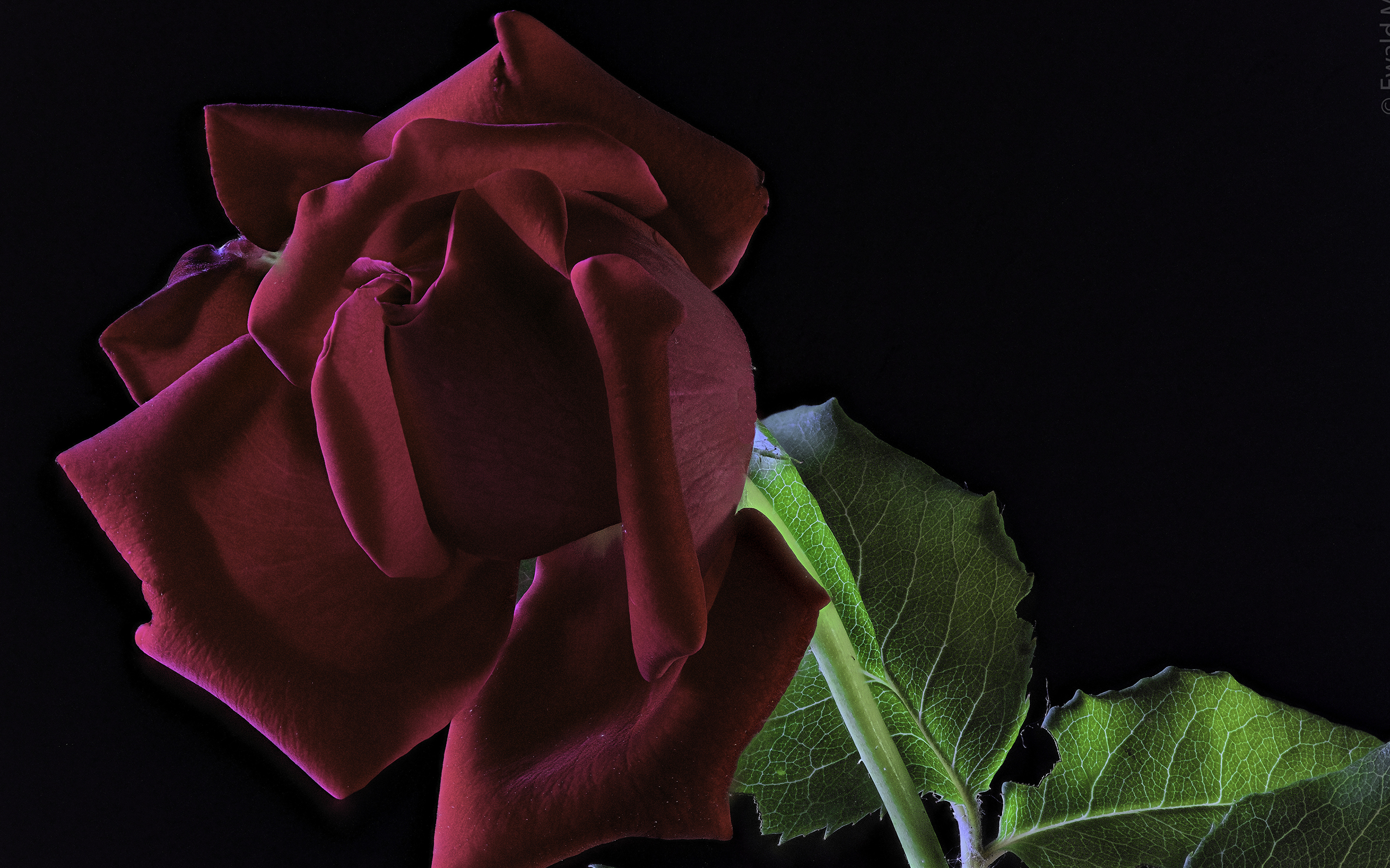 Fonds Decran 3840x2400 Roses En Gros Plan Fond Noir