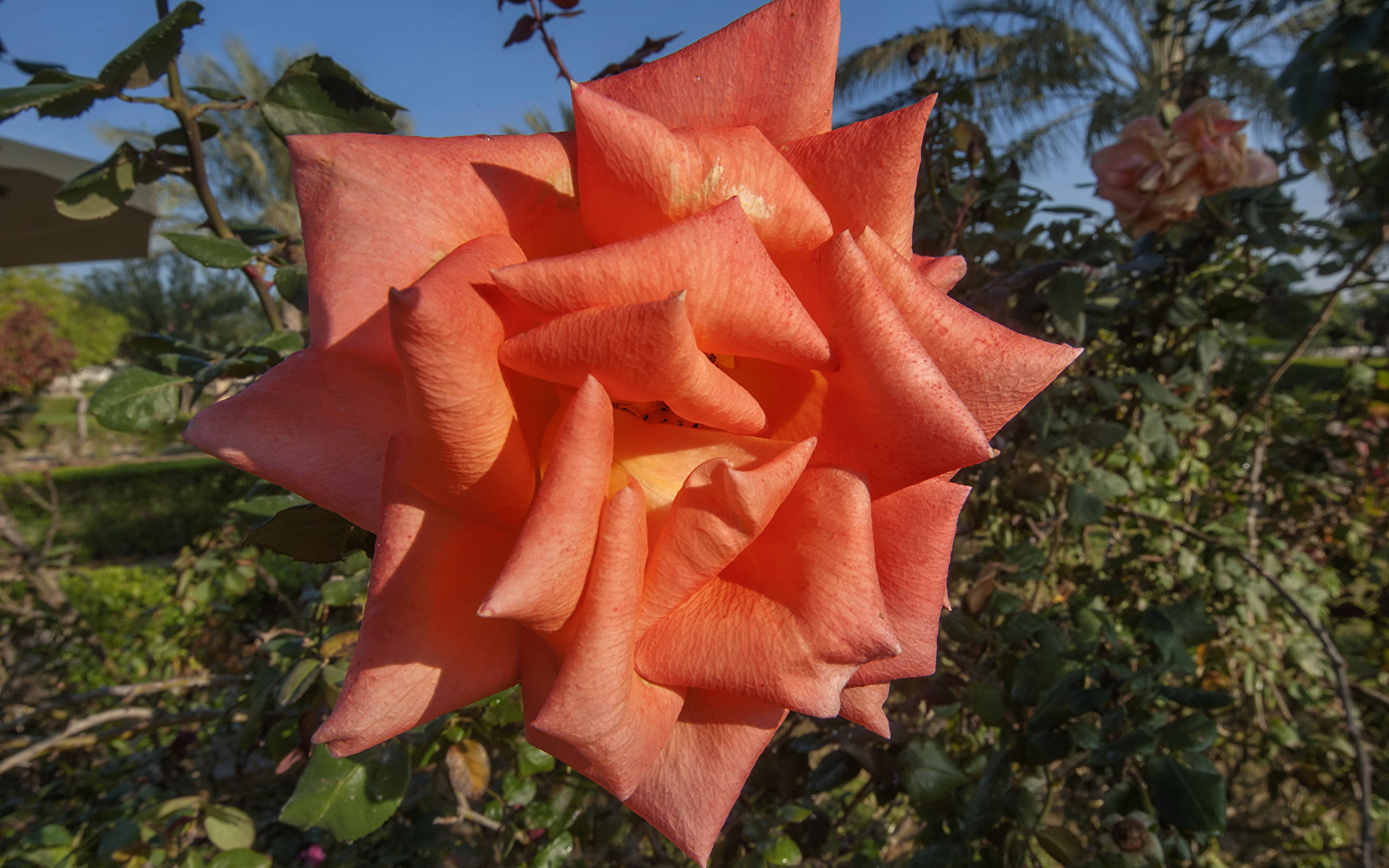 Fondos de Pantalla 1920x1200 Rosas De cerca Rosa color Flores descargar