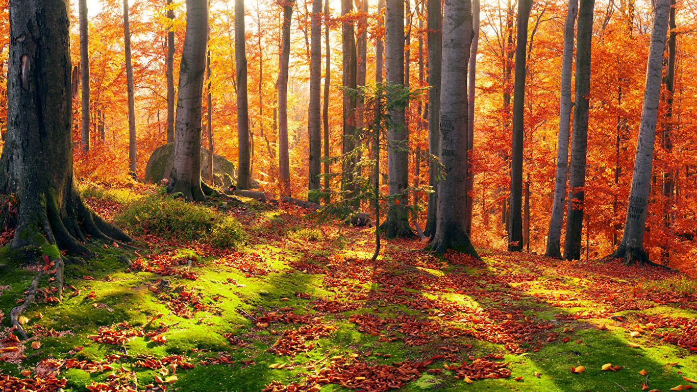 Autumn Wallpapers Free Hd Wallpaper Download Latest Images  Page 4