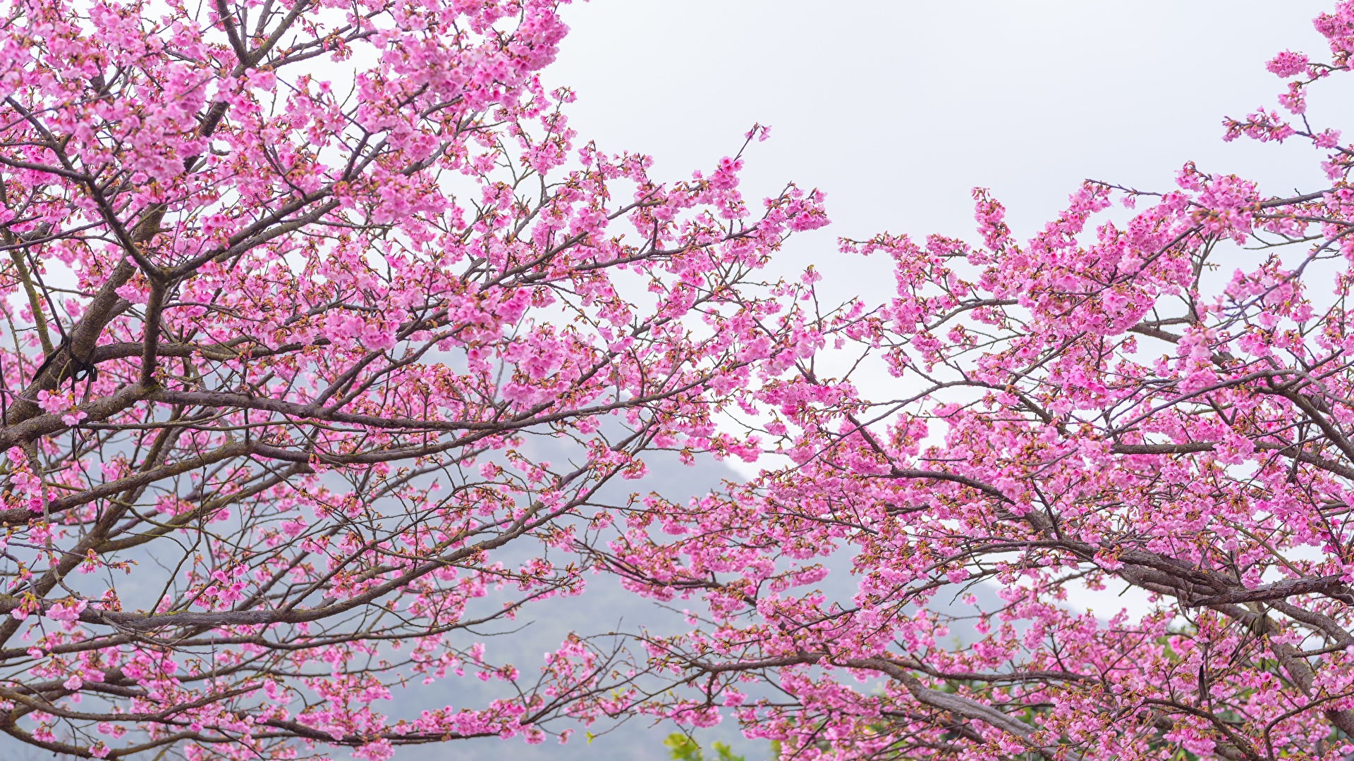 壁紙 19x1080 花の咲く木 枝 サクラ ピンク 花 ダウンロード 写真