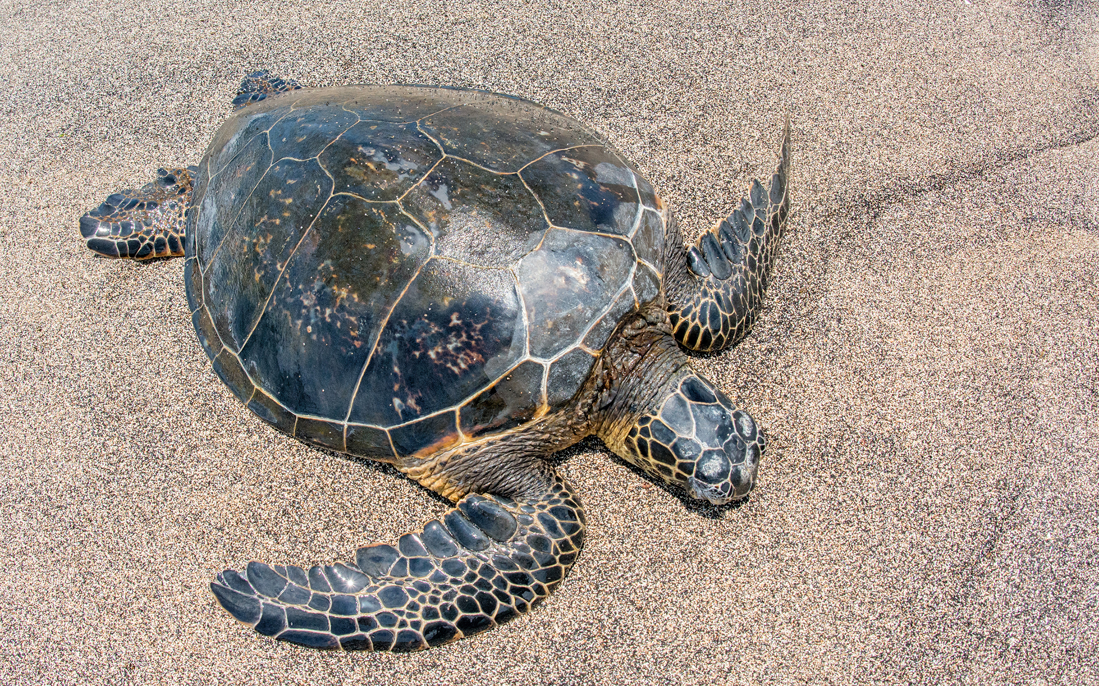 Сух черепаха. Морская черепаха. Панцирь морской черепахи. Красноногая угольная черепаха. Кольчатая горбатая черепаха.