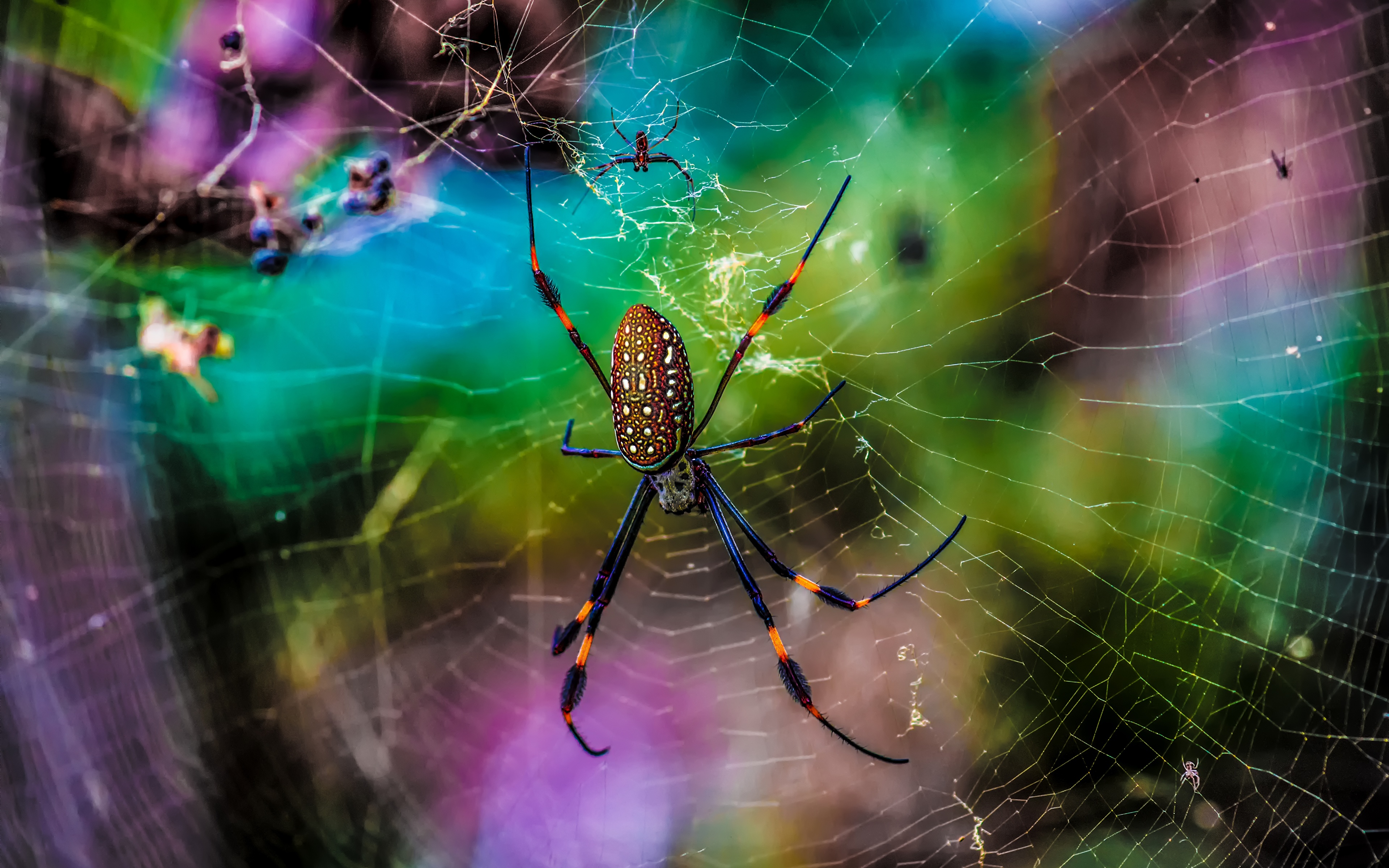 Bakgrunnsbilder Edderkopper Edderkoppsilke Dyr Nærbilde 3840x2400 edderkopp