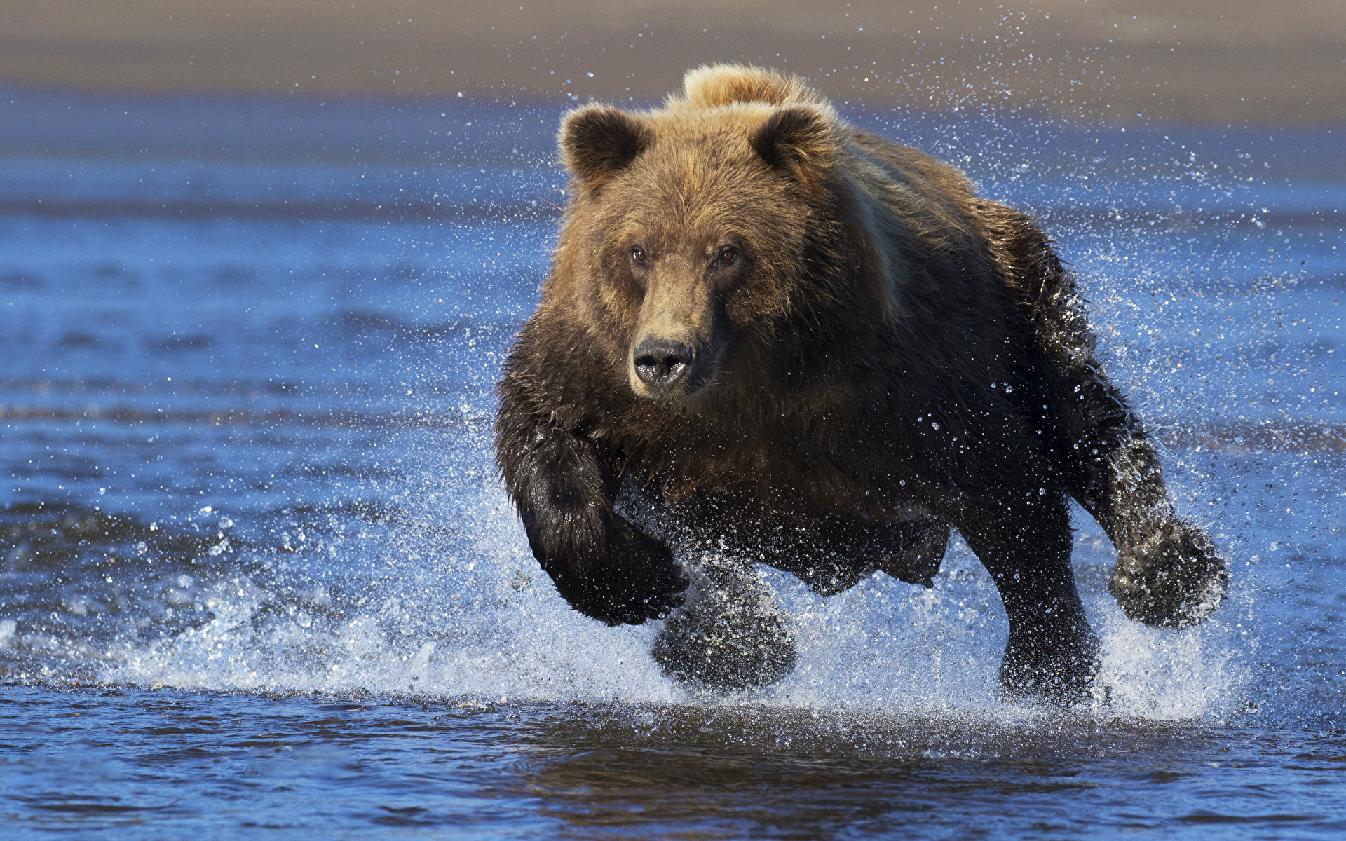 Fotos Braunbär Ein Bär Laufsport Spritzwasser Wasser Ein 1920x1200 