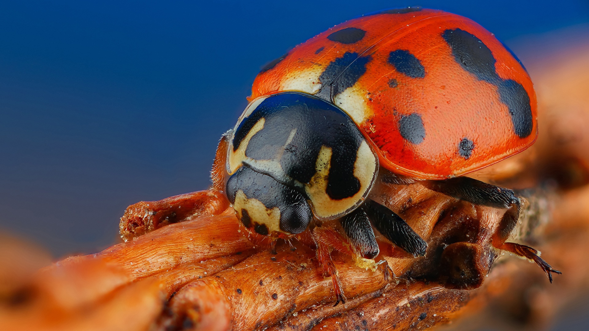 Bilder Von Marienkafer Makro Ein Tier Grossansicht 19x1080