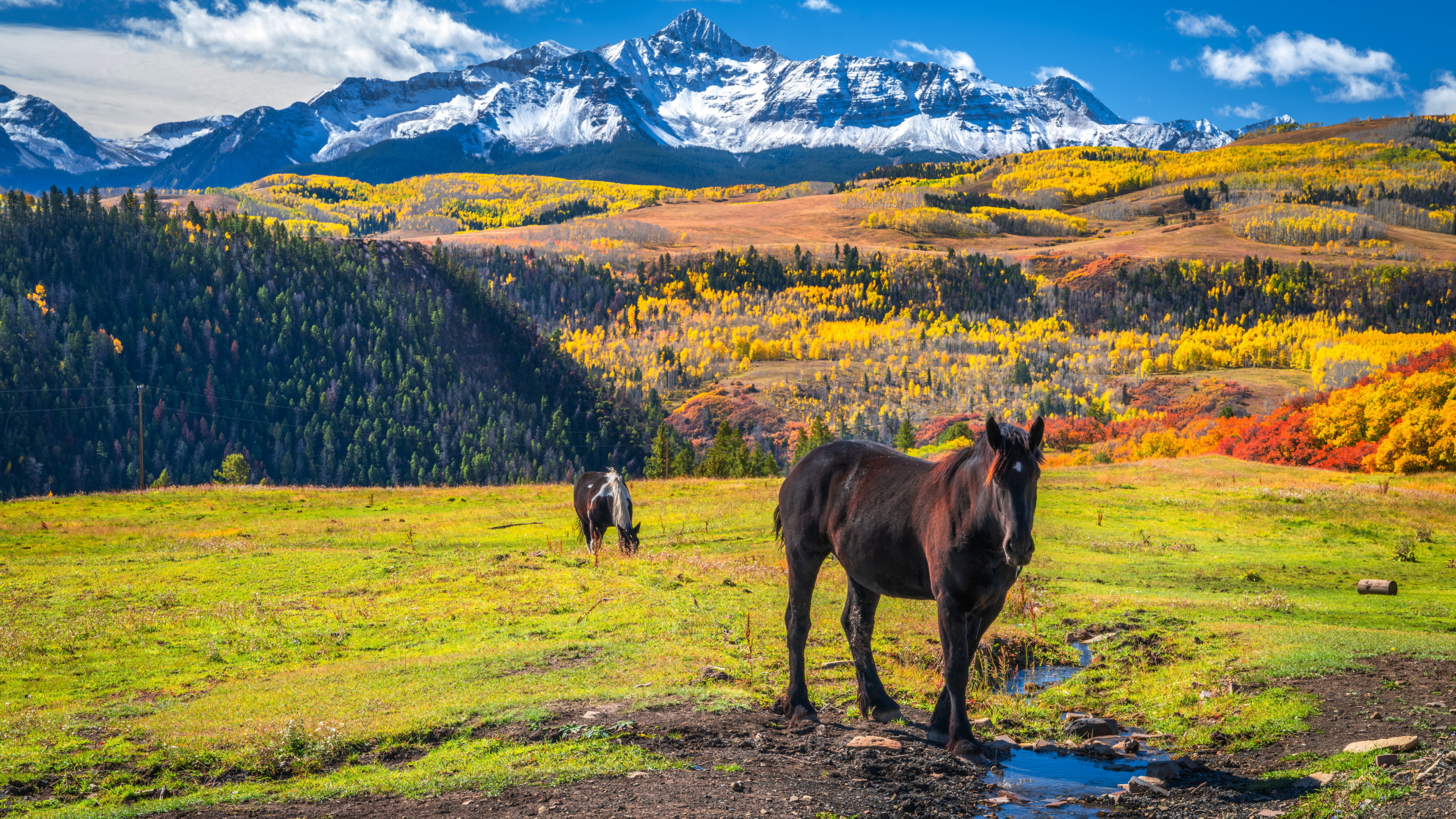Bilder Hästar amerika Wilson Peak, Colorado Berg Höst Natur Djur 3840x2160 häst tamhäst USA