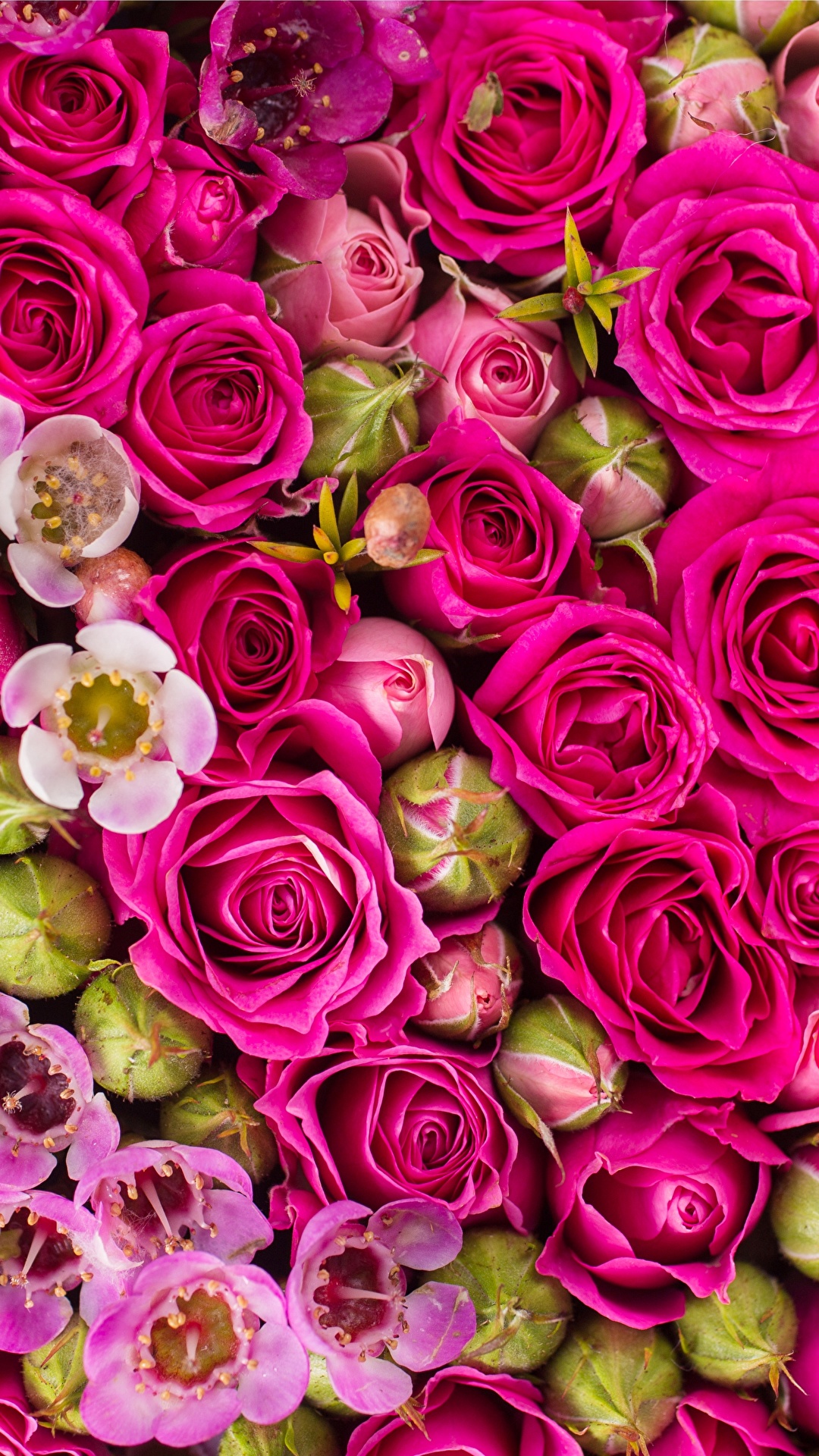 Bilder Von Textur Rosen Rosa Farbe Blumen 1080x19