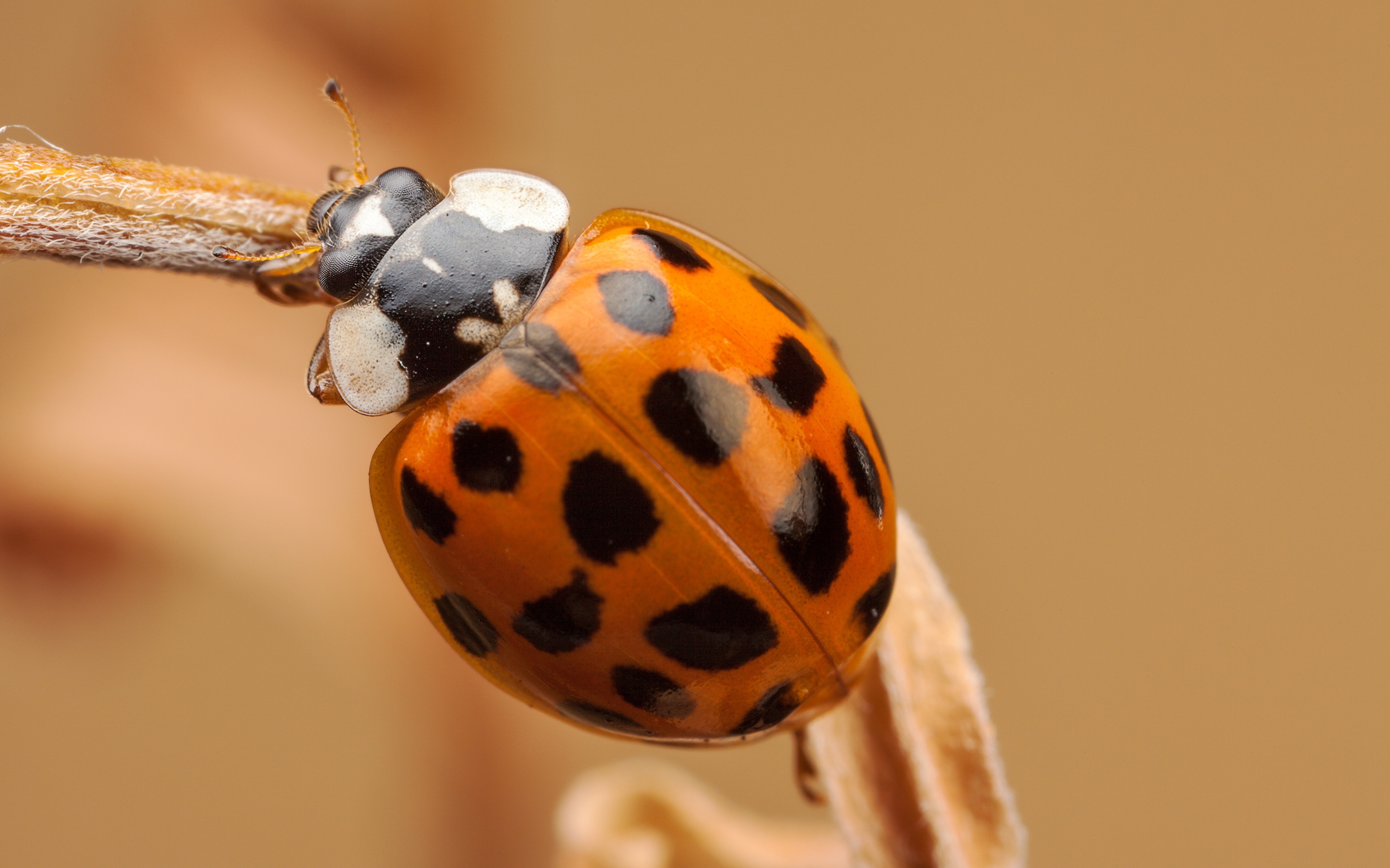 壁紙 3840x2400 てんとう虫 クローズアップ 接写 オレンジ色 動物 ダウンロード 写真