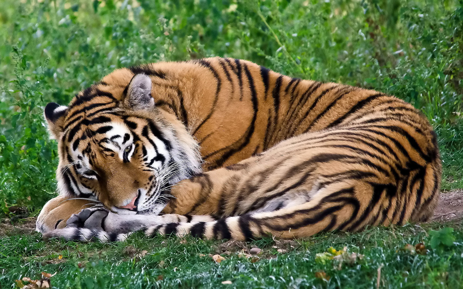 Тигр лень. Тайгер тигр. Тигр лежит. Лежачий тигр.