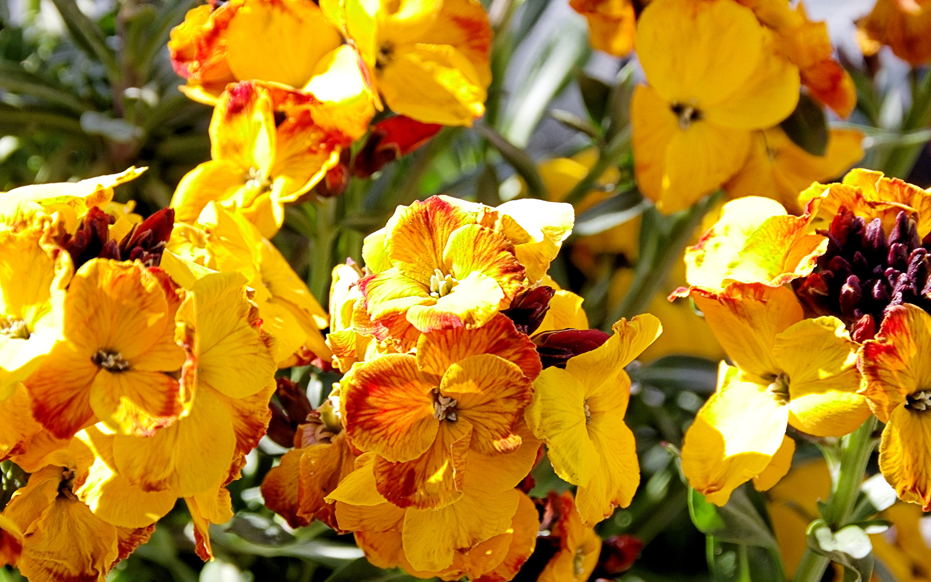 Images Orange Pansies flower Closeup 1920x1200