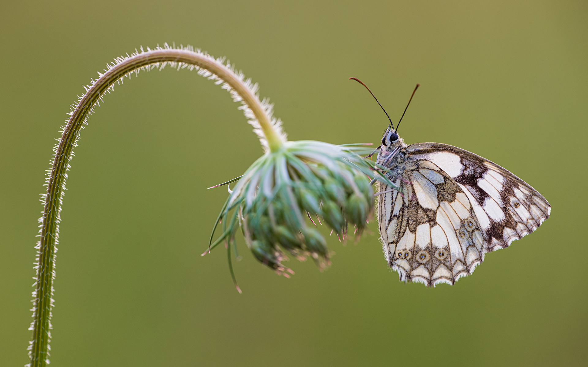 Immagini Insetti Farfalla melanargia galathea animale Da vicino 1920x1200 insecta farfalle Animali