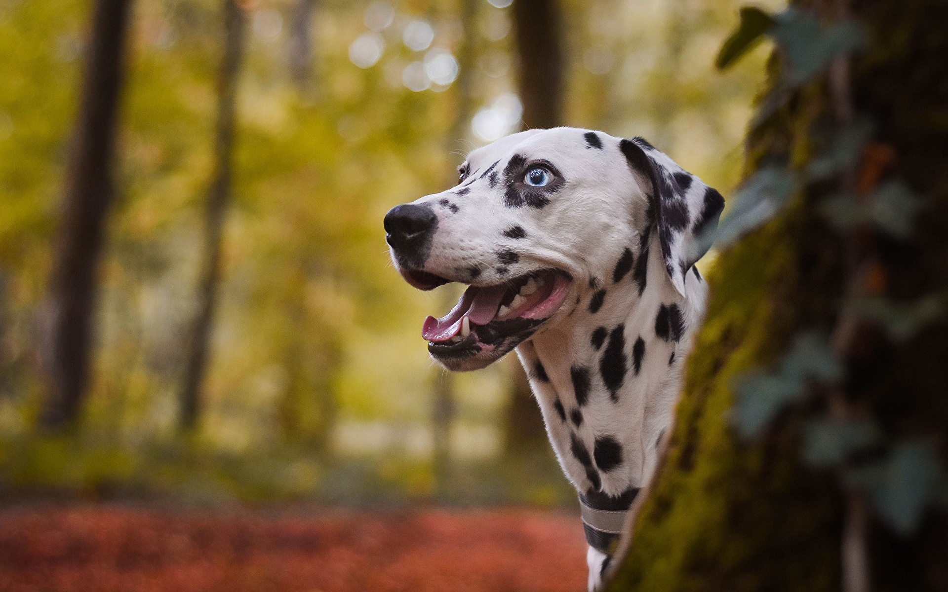 Wallpaper Dalmatian Dogs Tongue Head animal 1920x1200