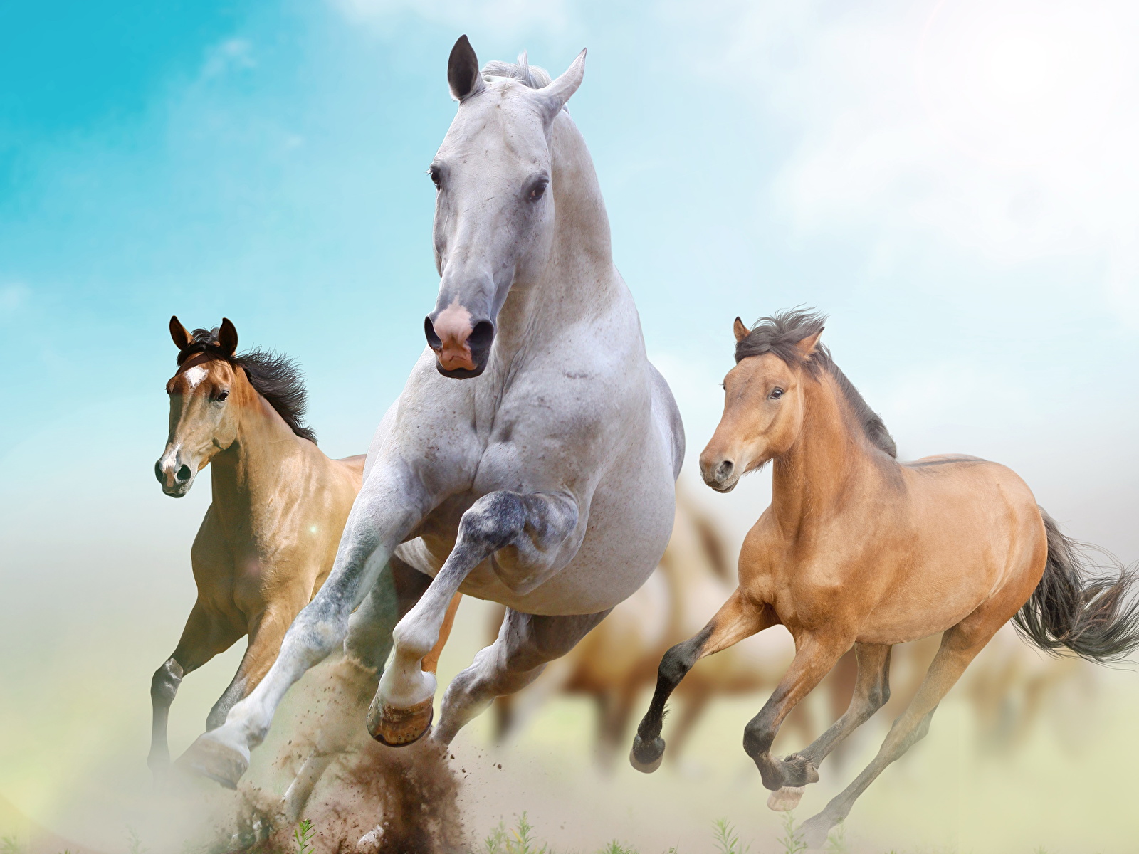 Tapety na pulpit Konie Bieg Zwierzęta 1600x1200 koń Bieganie biegnący zwierzę