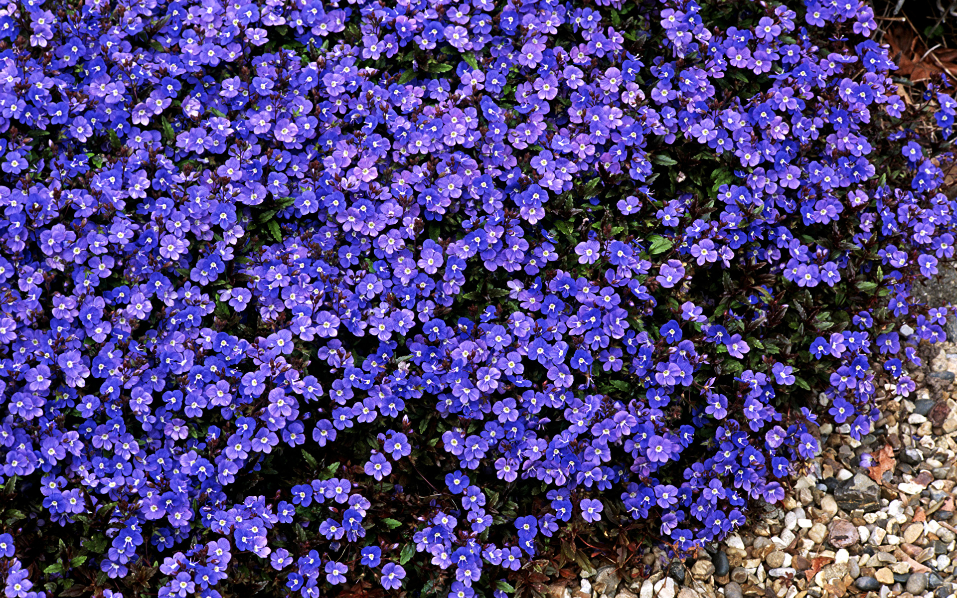 Images Veronica Violet flower Many 1920x1200