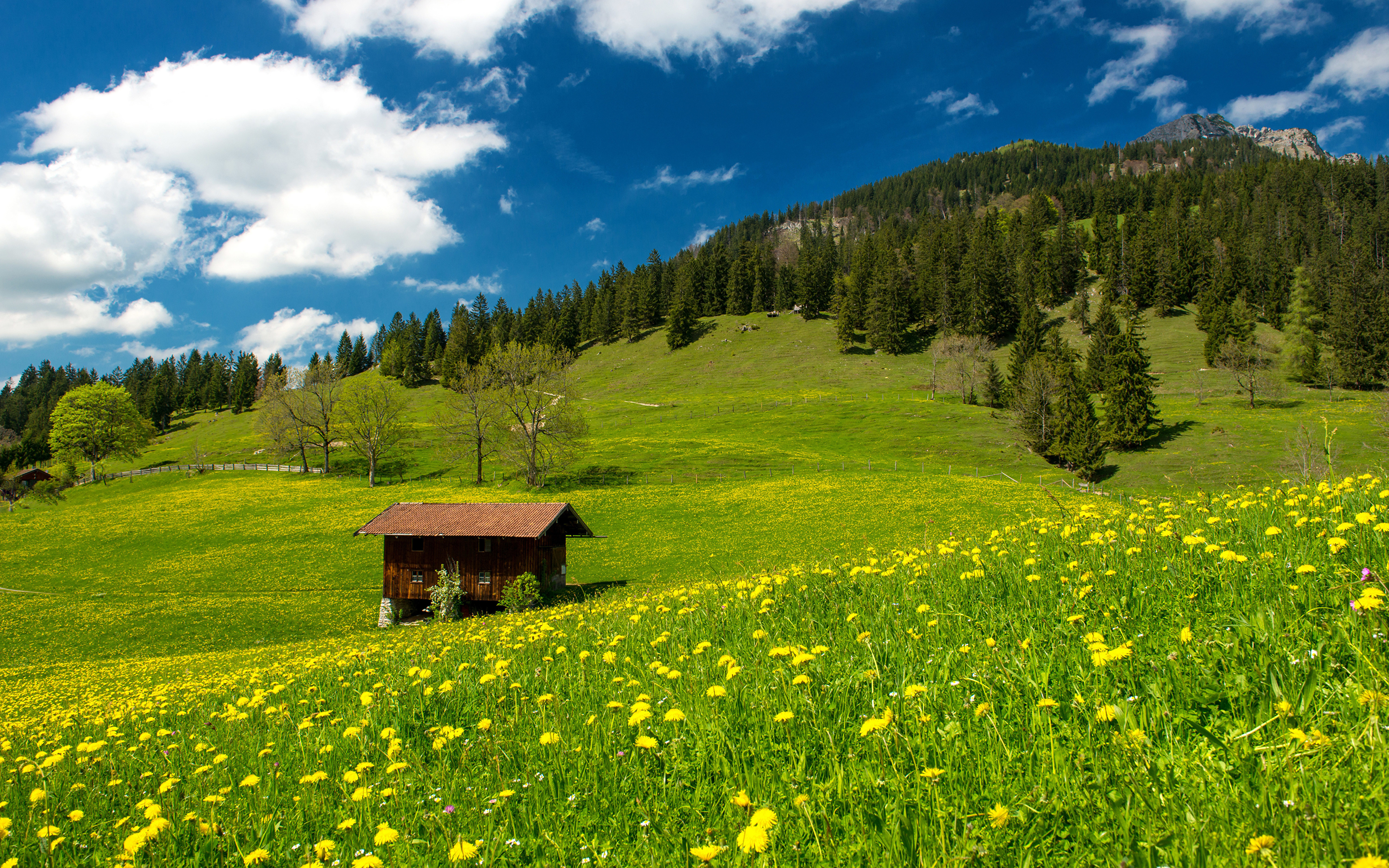 Green поляна. Альпийские Луга Германии. Альпийские Луга Бавария. Пастбища Луга поля Англии леса. Природа Германии Альпийский луг.