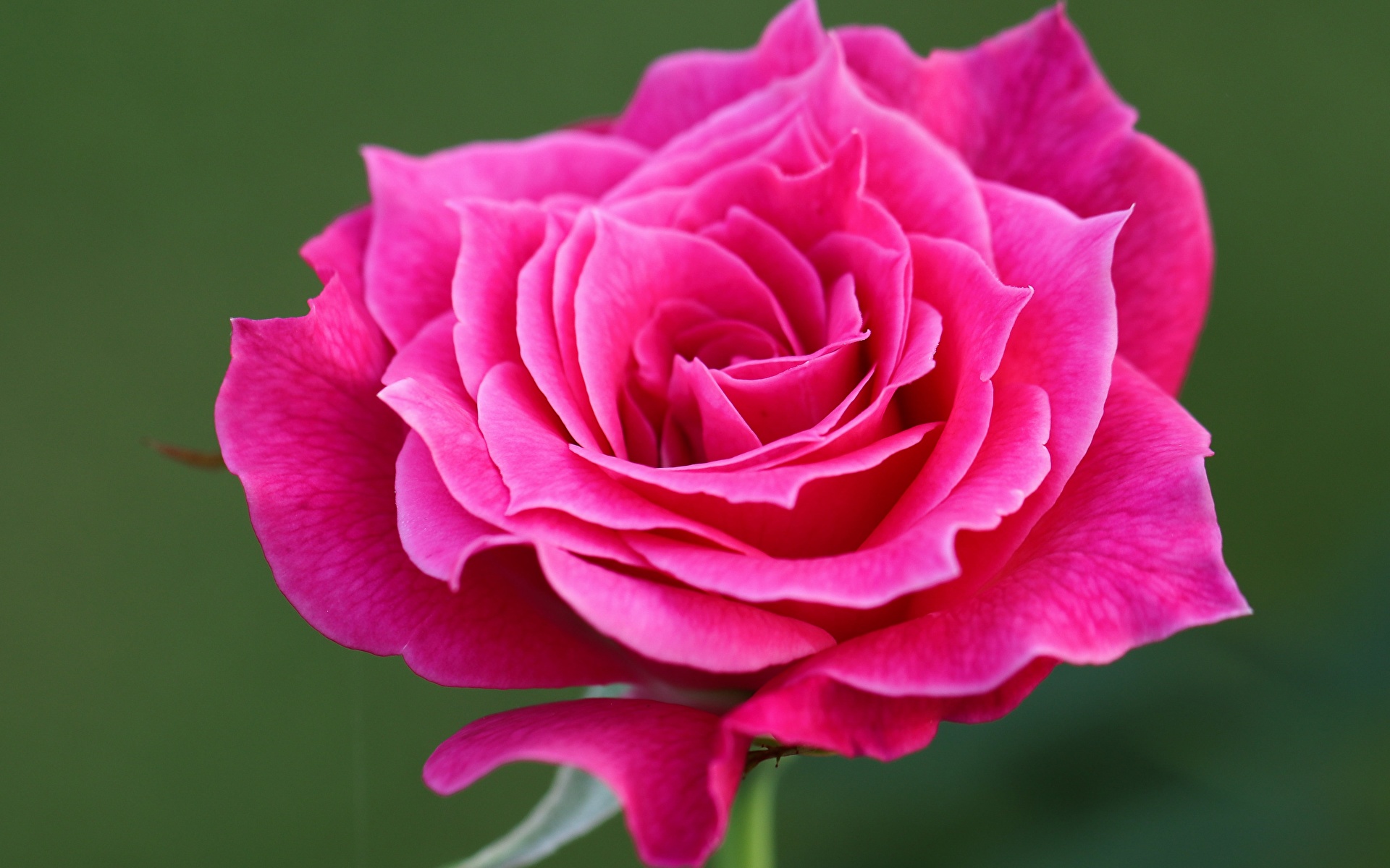 Photos rose Pink color flower Closeup 1920x1200