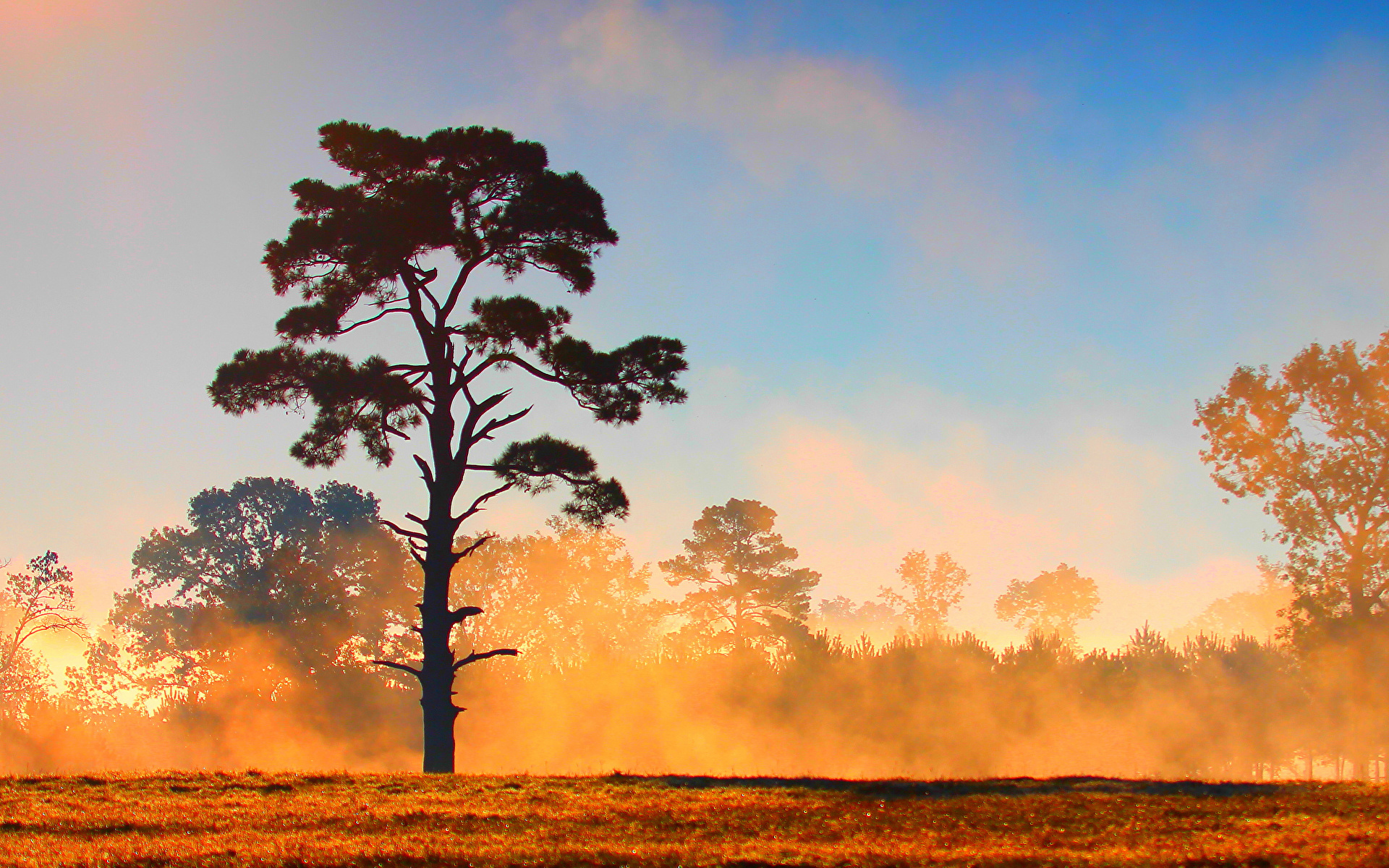 Image Fog Nature Sky Trees 1920x1200