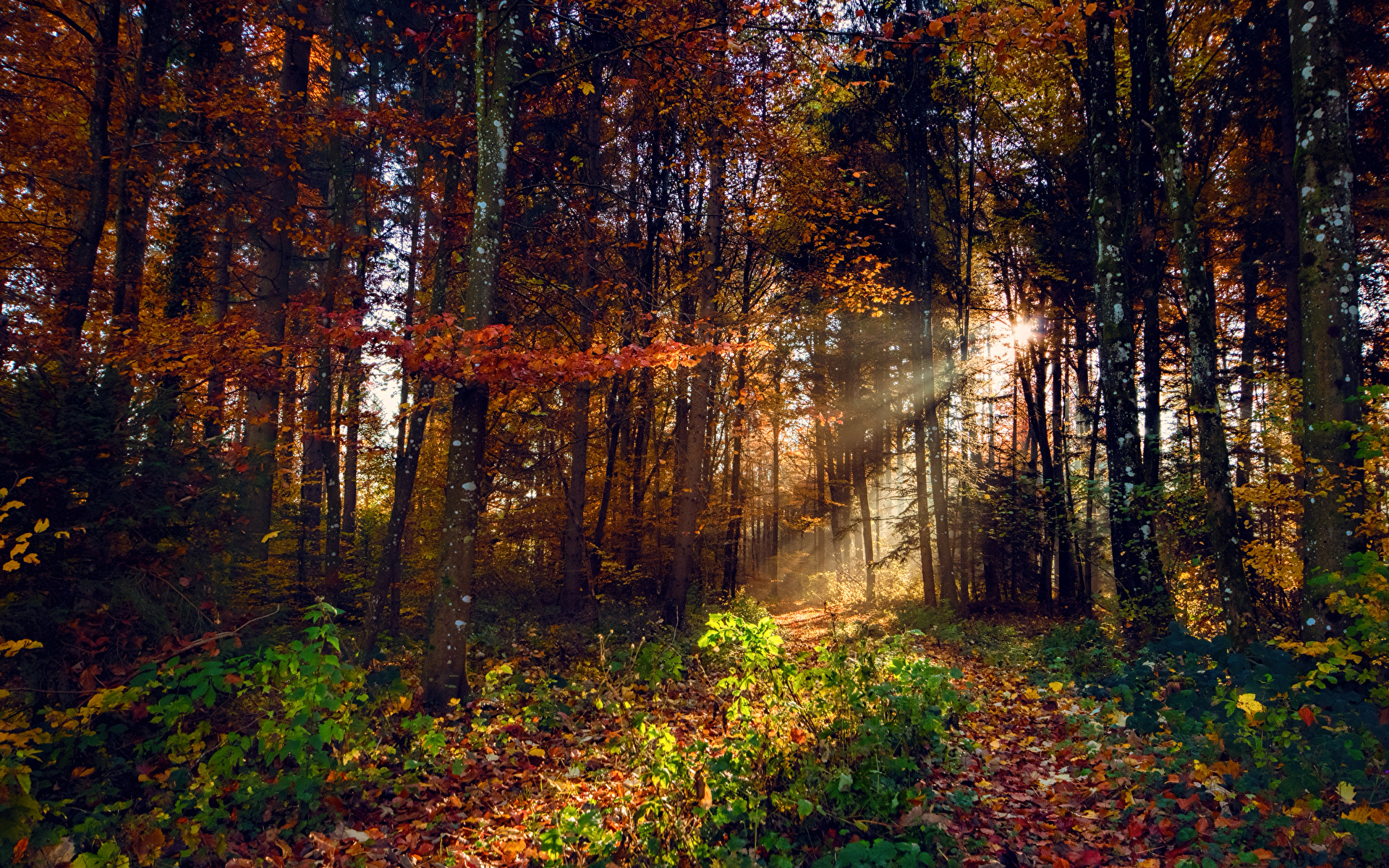 Images Rays of light Foliage Autumn Nature Forests Trees 1920x1200